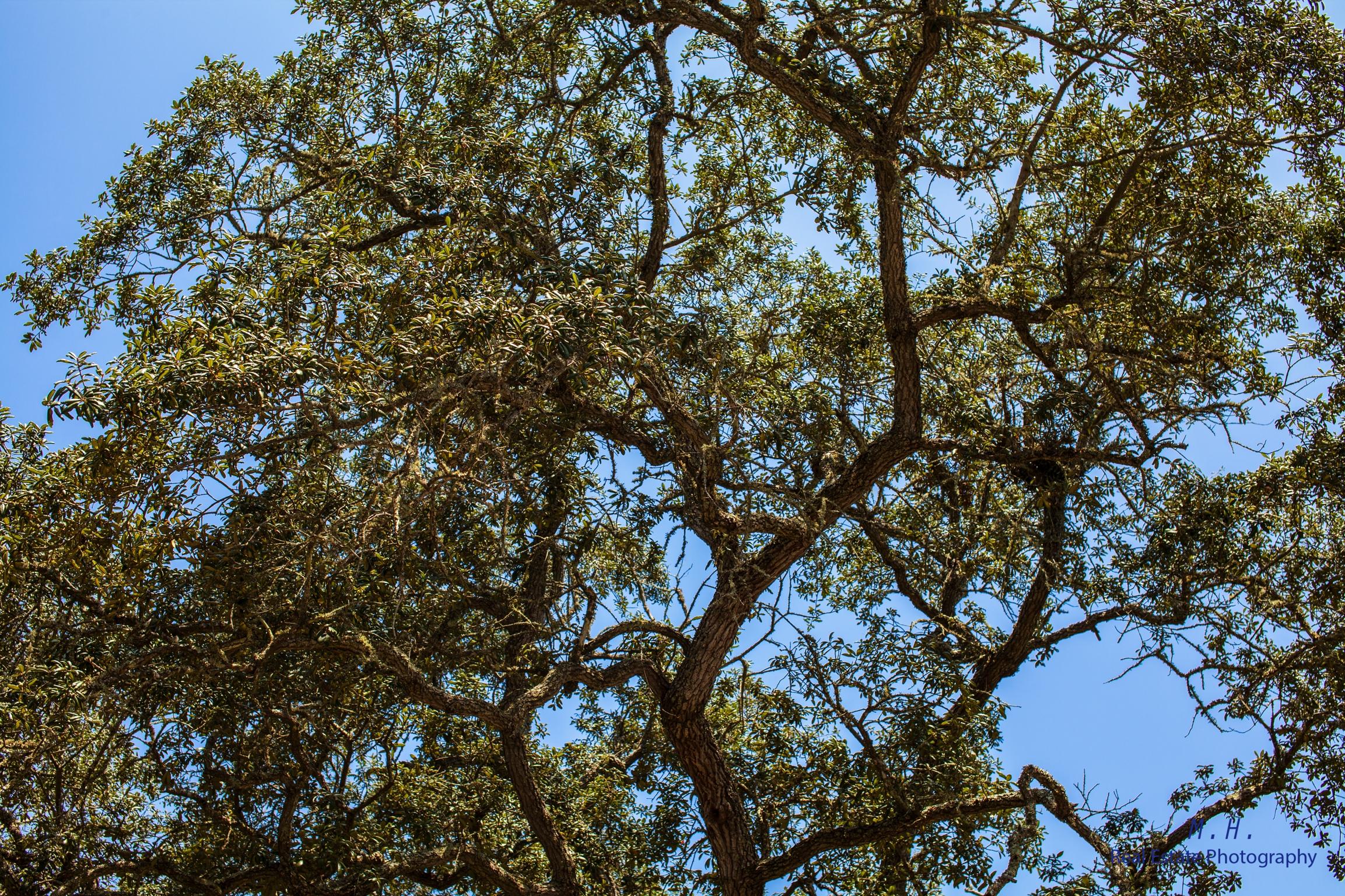 COLONY ESTATES - Residential