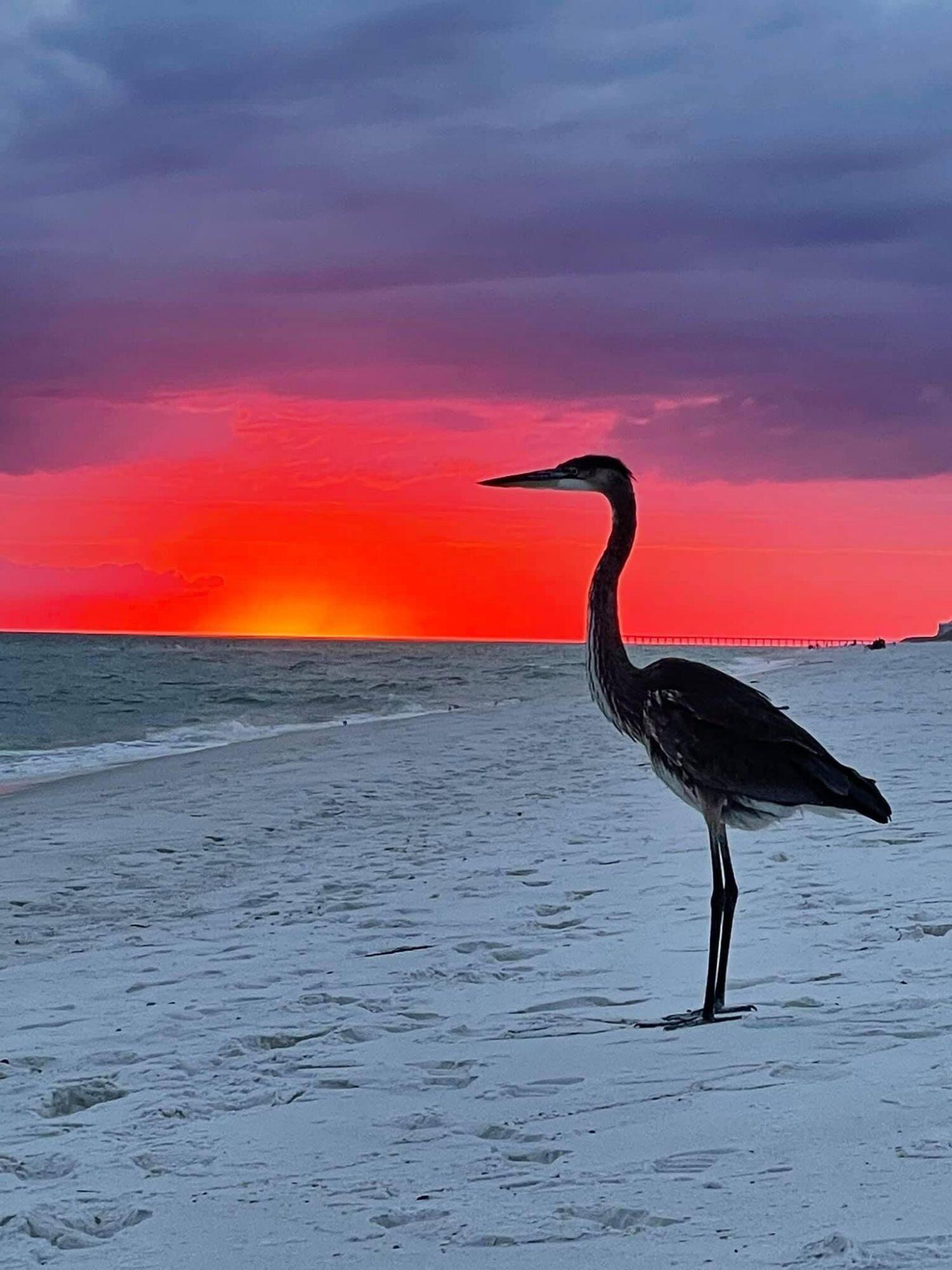 INN AT GULF PLACE - Residential