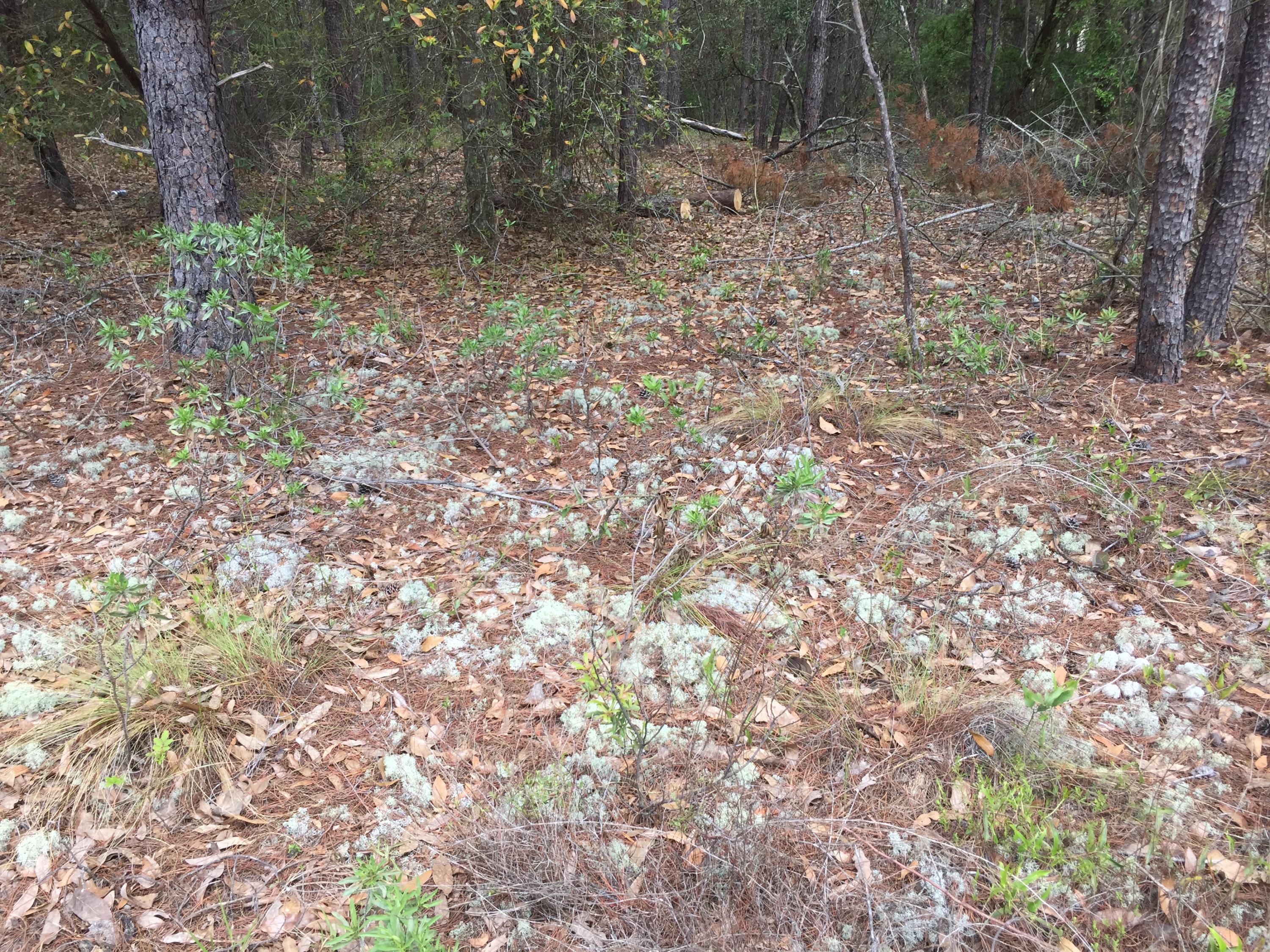 LOT 7 & 8 PINE LAKE ESTATES PHASE 1 2.7 AC ORB 531 P 440 LESS THAT PART LYING IN RIGHT OF WAY IN ORB - Land