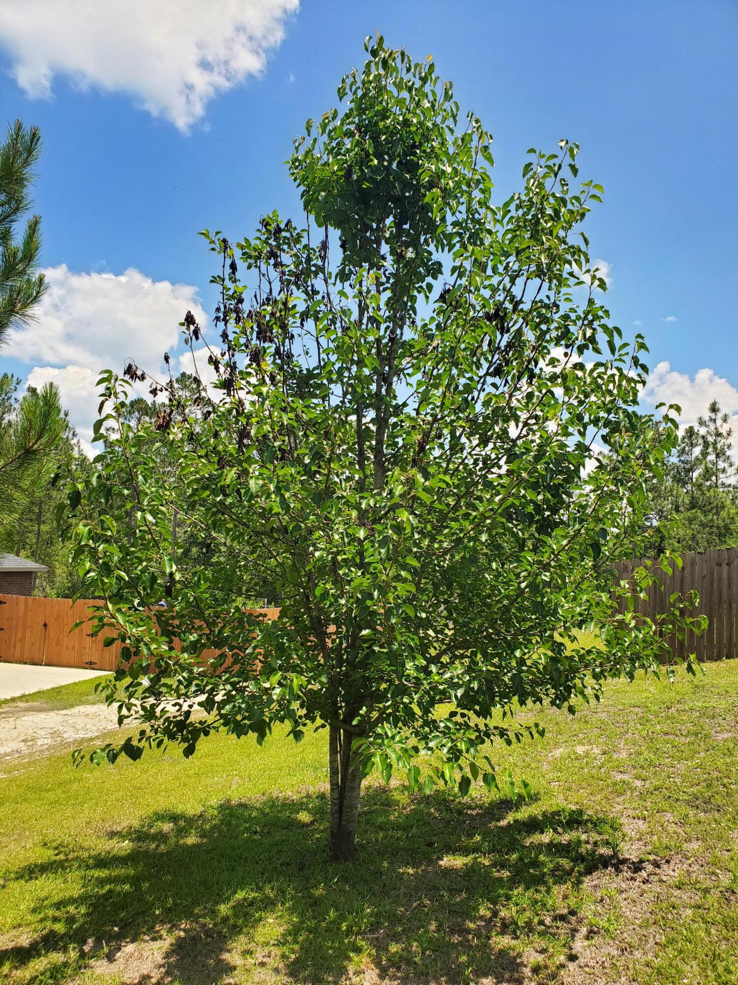 Yellow River Plantation - Residential