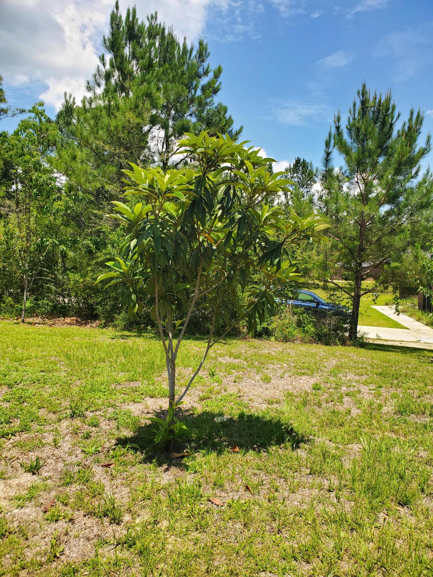 Yellow River Plantation - Residential