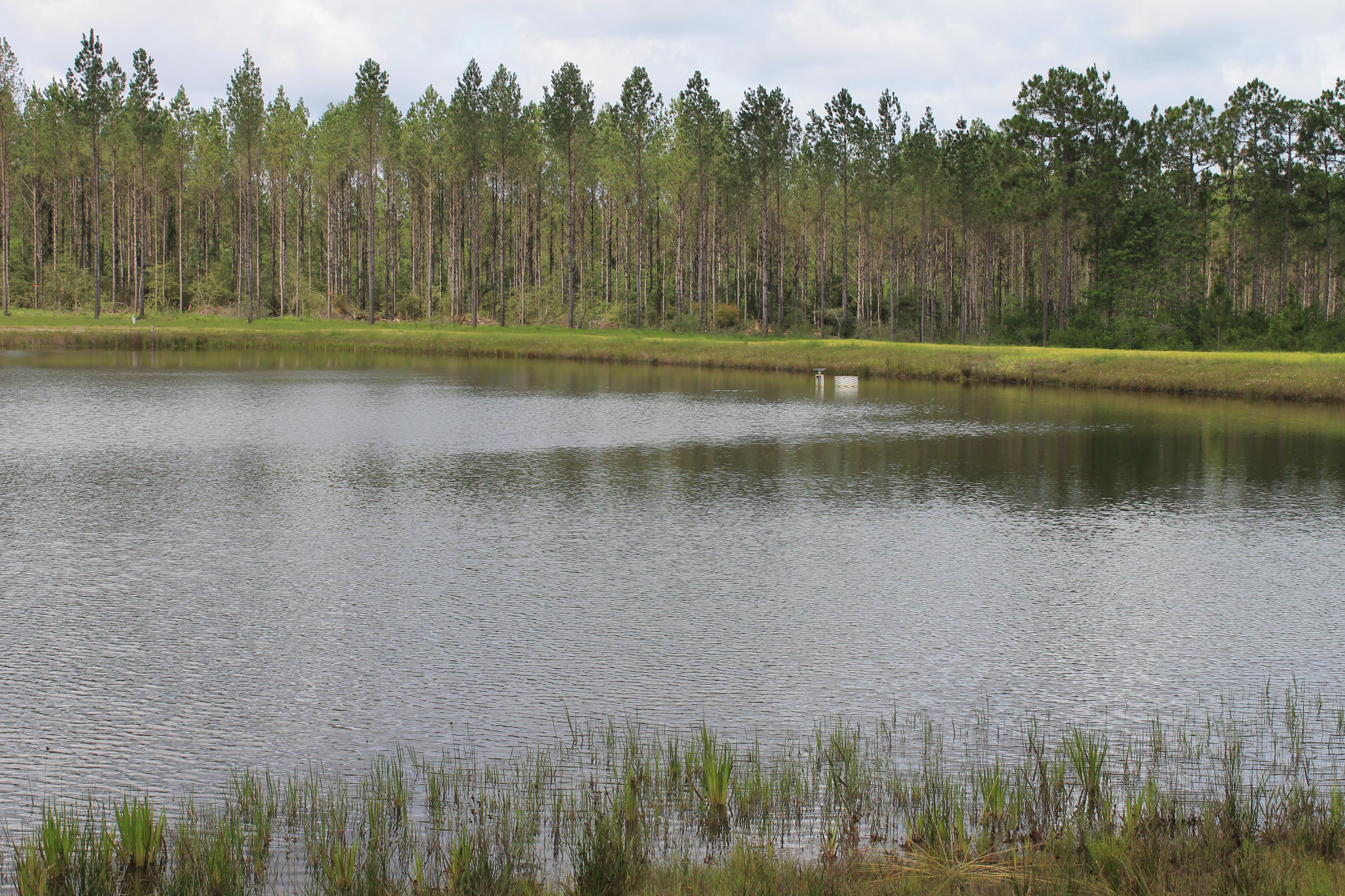 WALTON PLANTATION - Farm