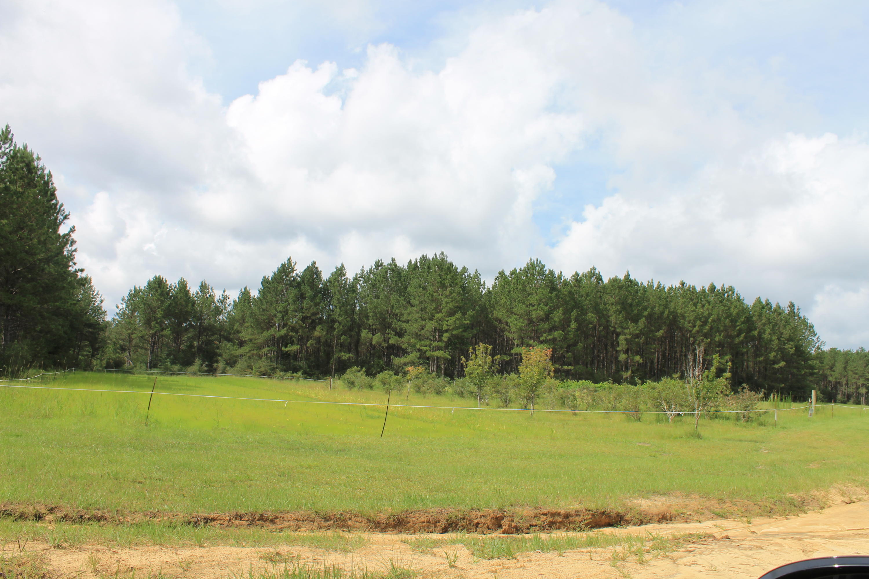 WALTON PLANTATION - Farm