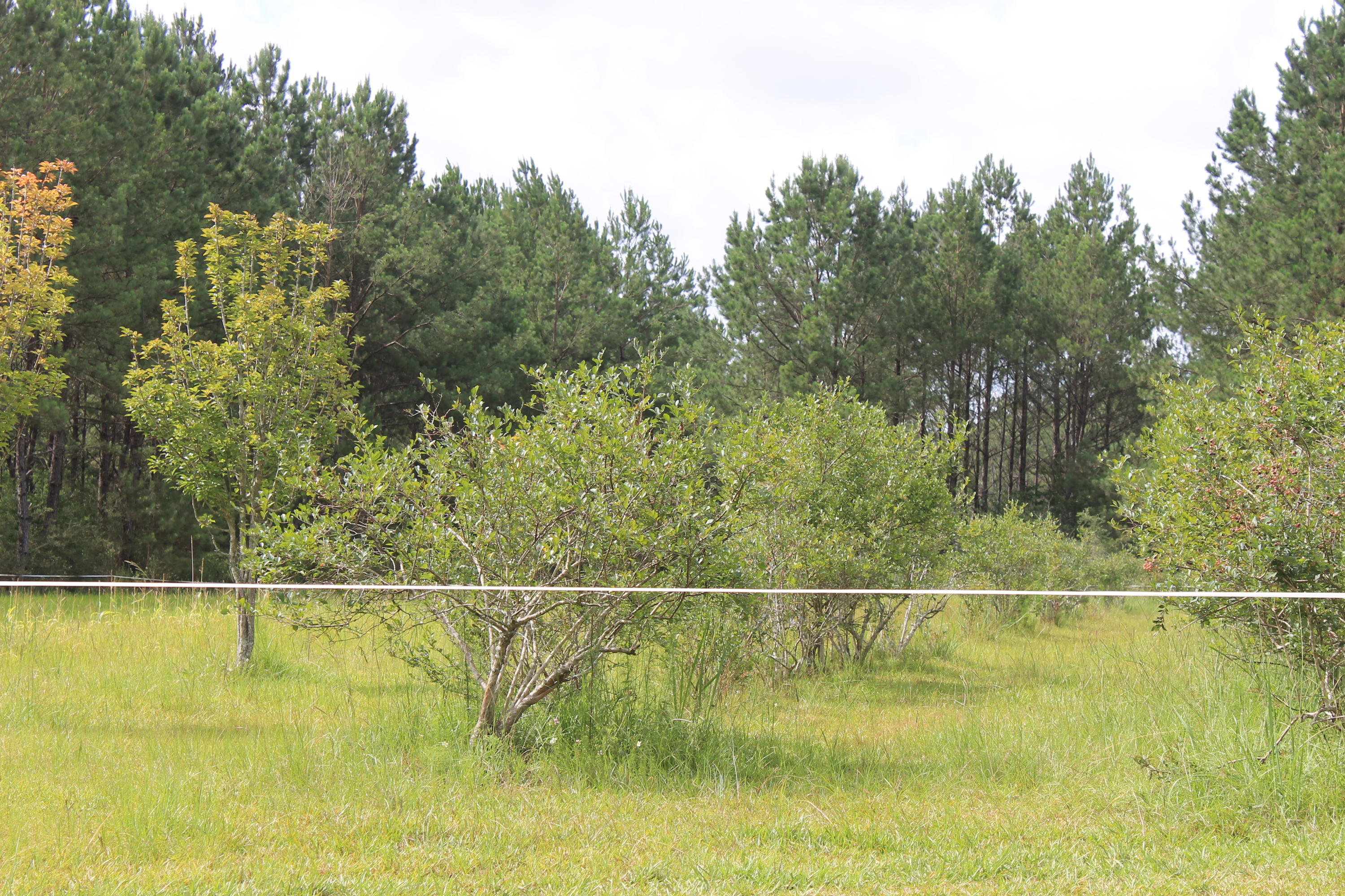 WALTON PLANTATION - Farm