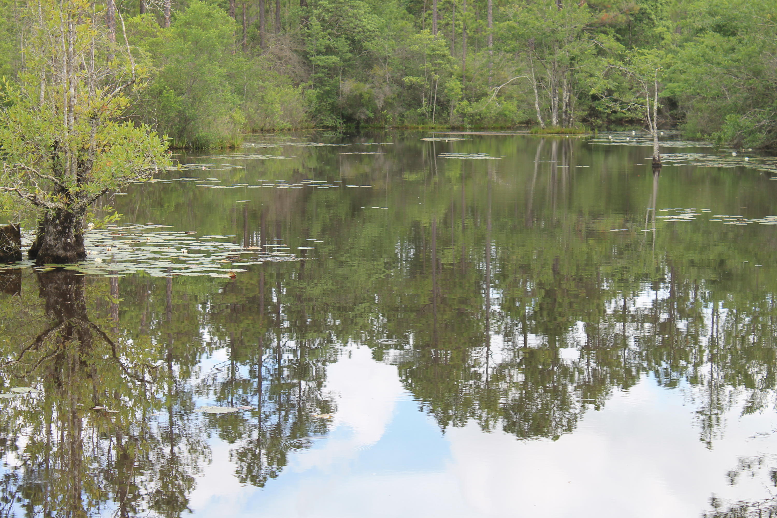 WALTON PLANTATION - Farm