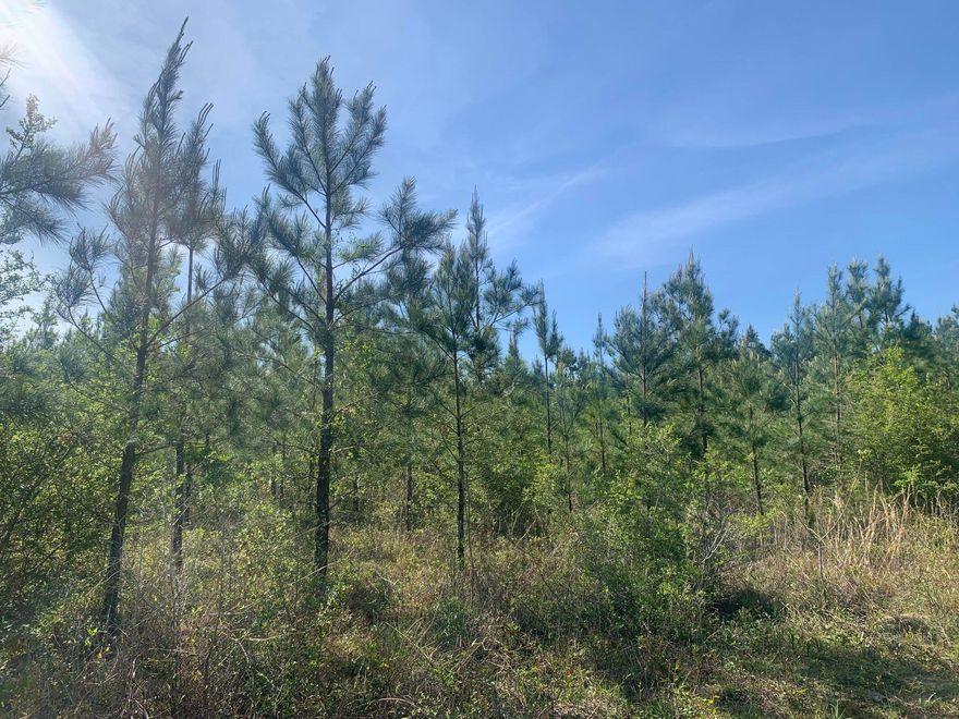 20+/- Acres of Beautiful Prime land!  Bring your hunting gear! Zoned agricultural with no HOA or restrictions.