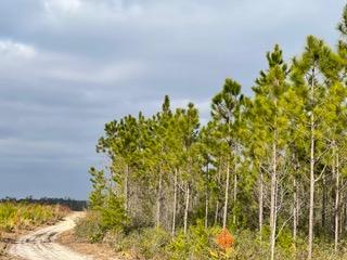 1325 AC +/- of beautiful timberland and starry night sky with a creek running along the northern portion. Property is accessed by easement. Bring your house plans or your hunting camp! (Parcel 1, 2, 3, 4)Schools: Blountstown Elementary Schools, Carr Elementary and Middle School, Blountstown High School, Altha Public School