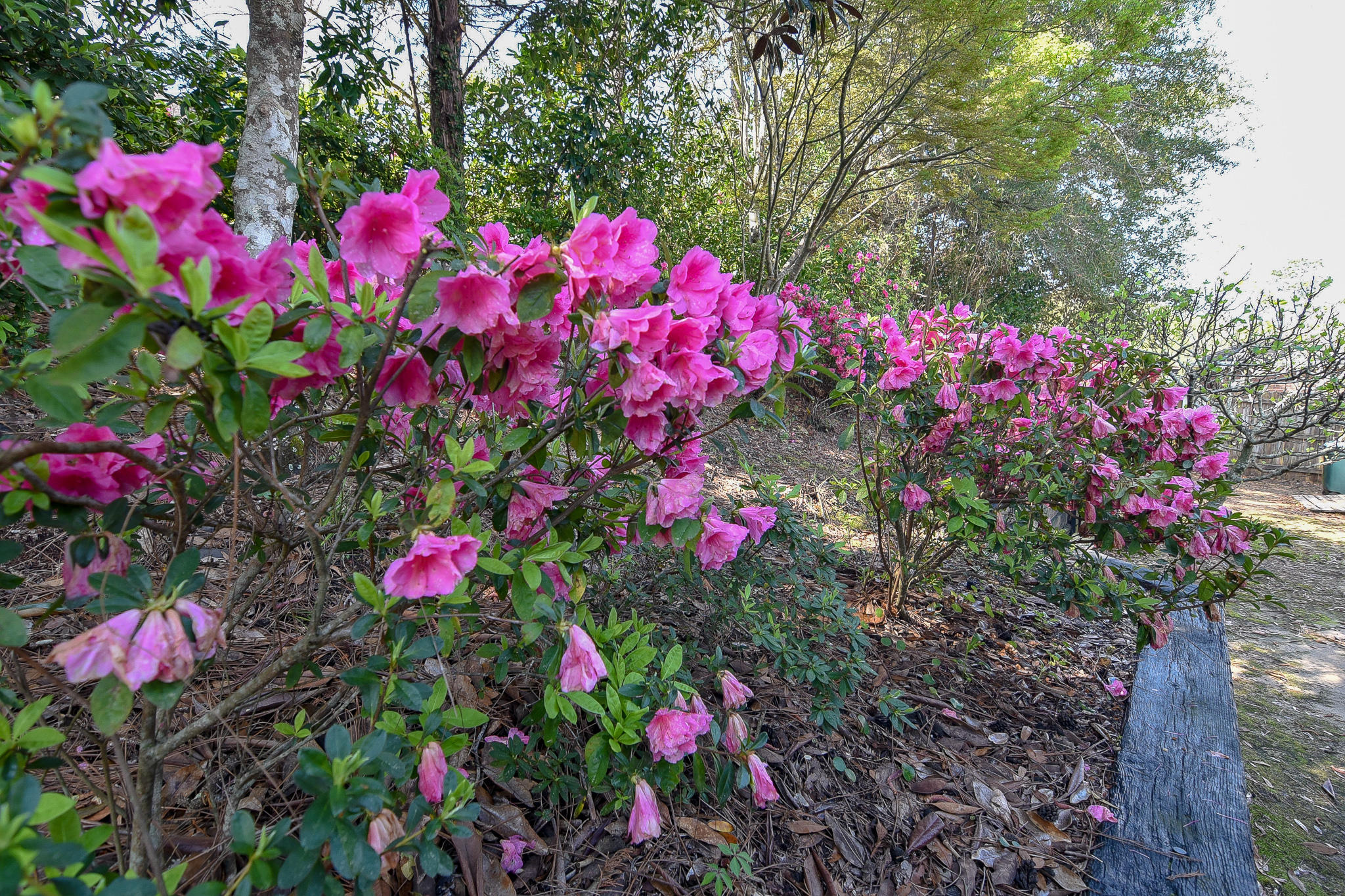 SILVER OAKS PH 1 - Residential