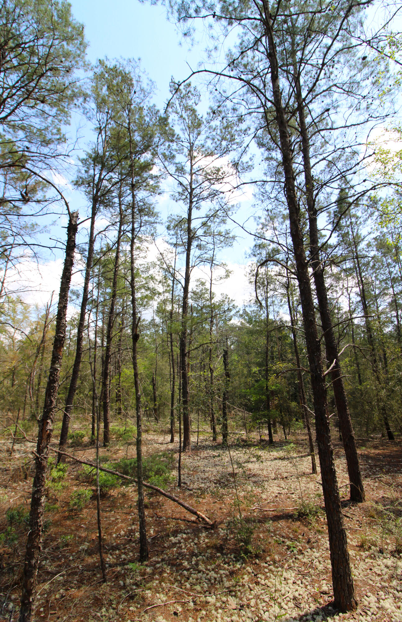 OAKWOOD HILLS - Land