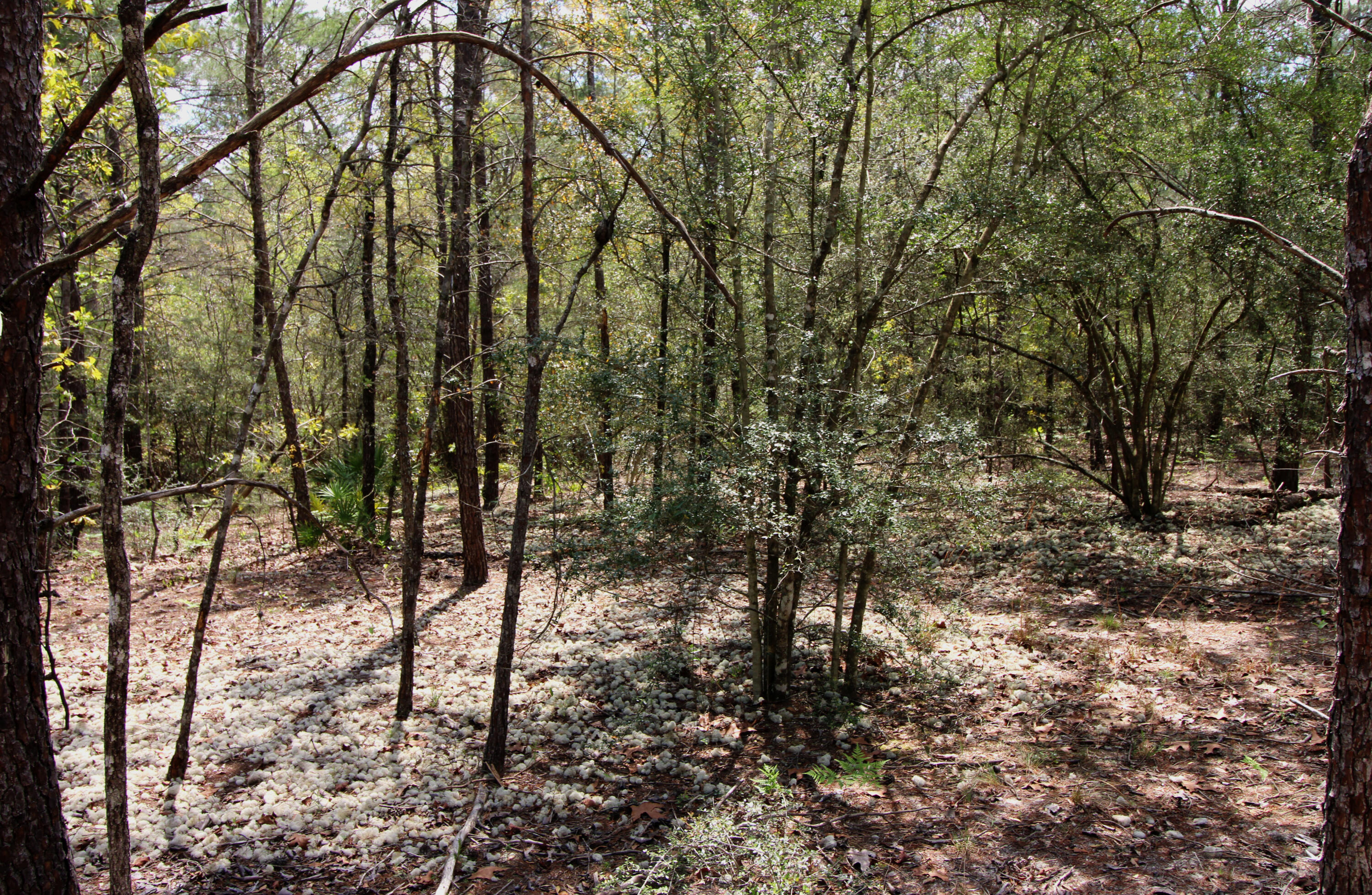 OAKWOOD HILLS - Land