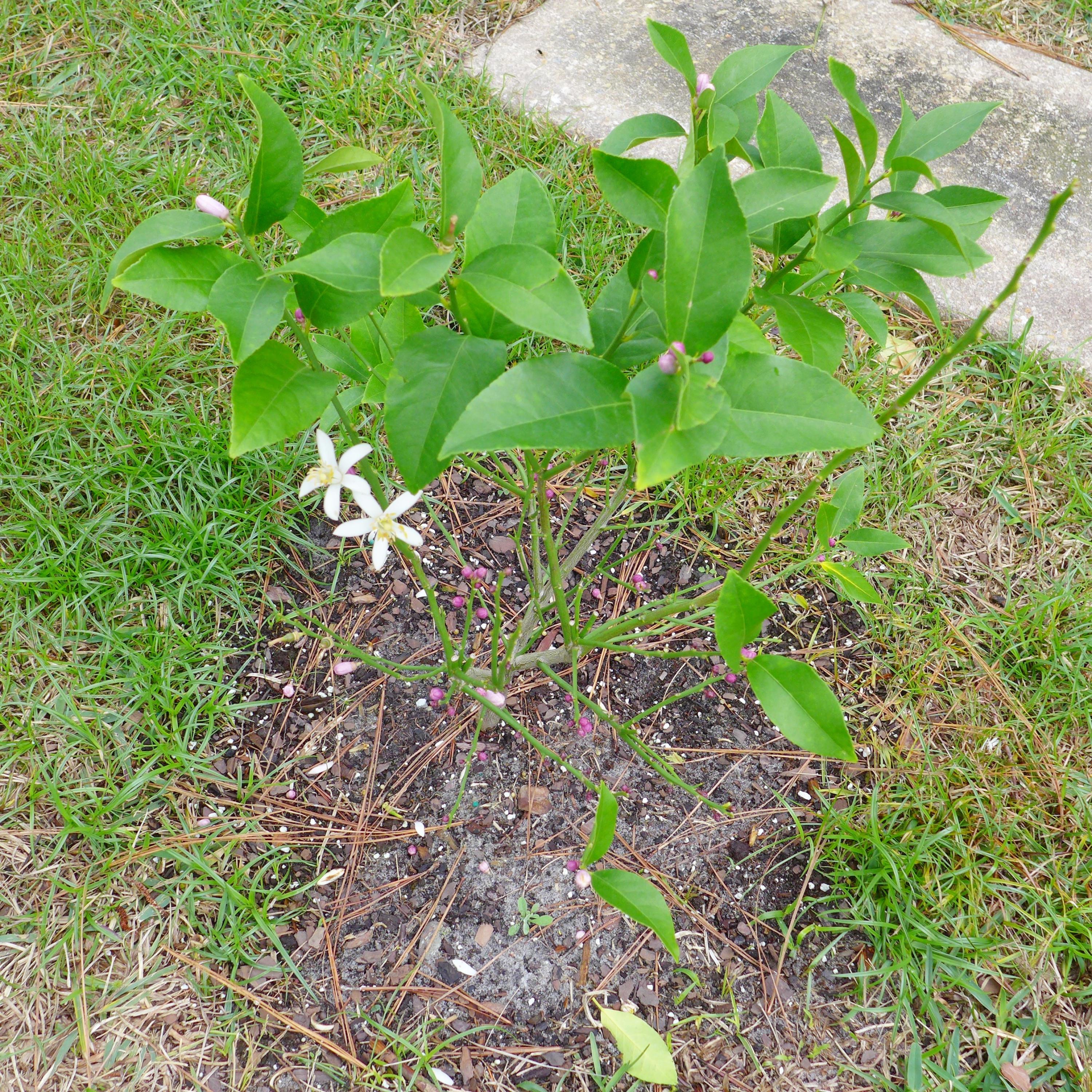 MUNICIPAL S/D 2ND ADDN - Residential