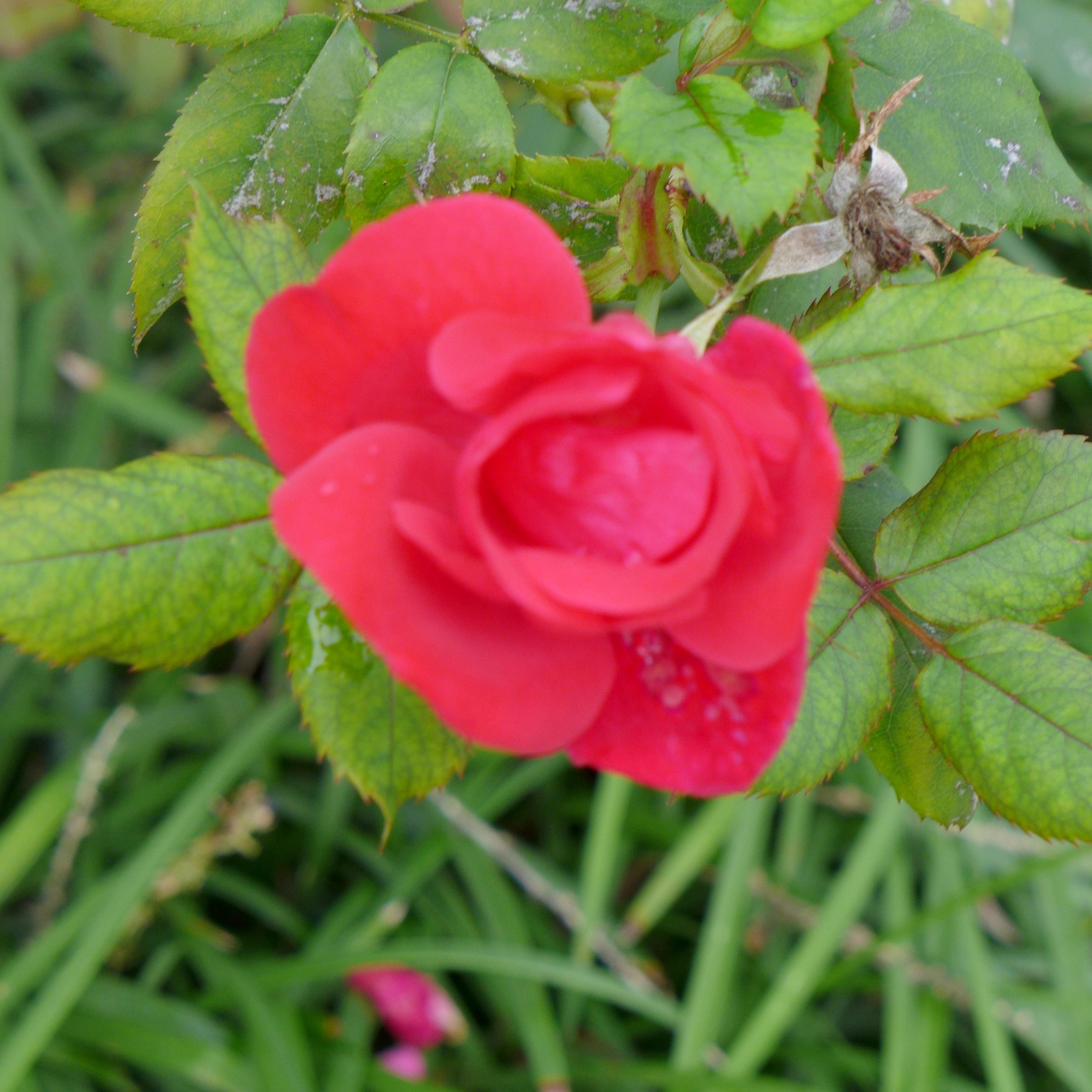 MUNICIPAL S/D 2ND ADDN - Residential