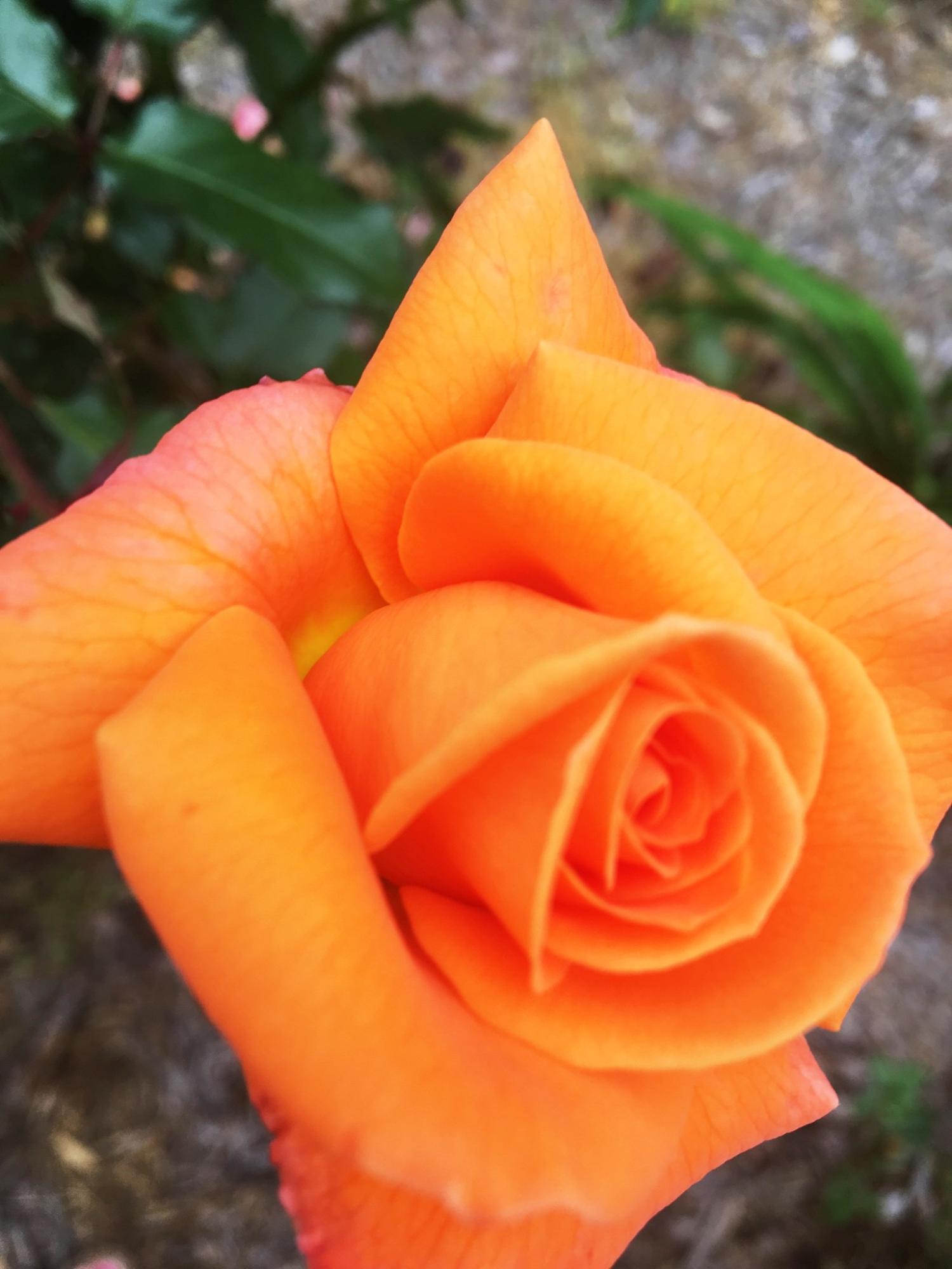 MUNICIPAL S/D 2ND ADDN - Residential