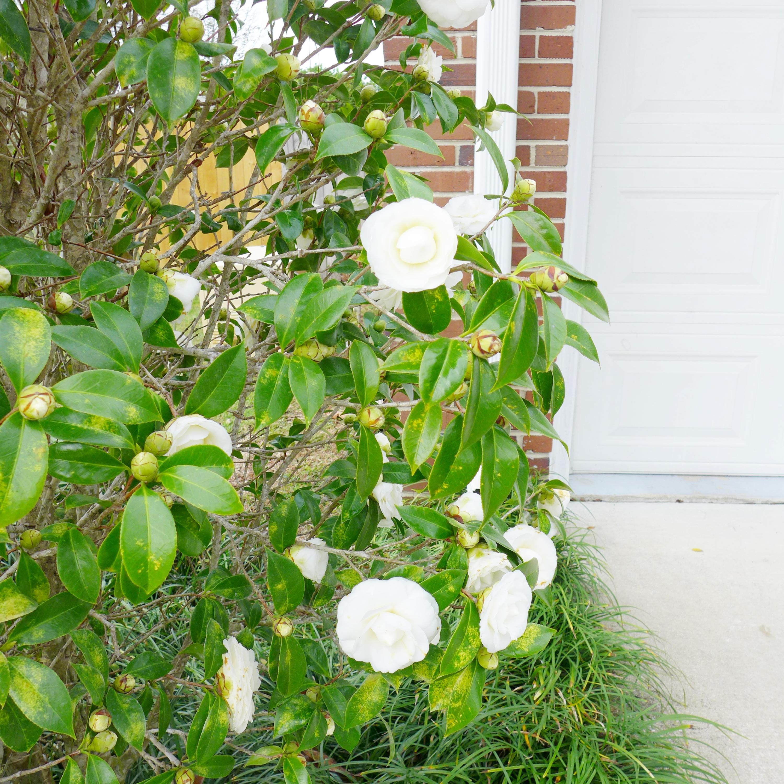 MUNICIPAL S/D 2ND ADDN - Residential