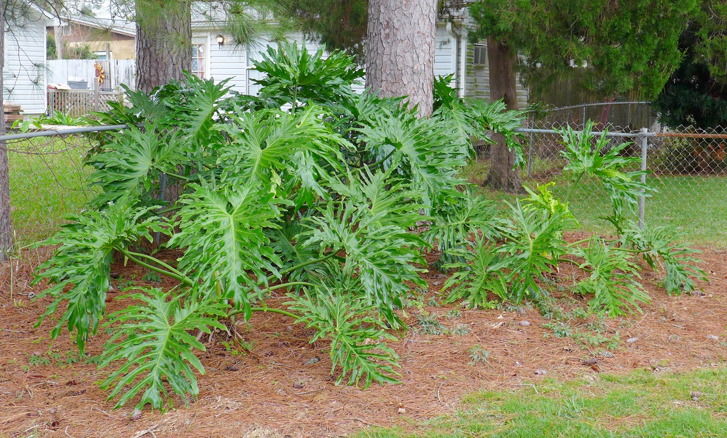 MUNICIPAL S/D 2ND ADDN - Residential