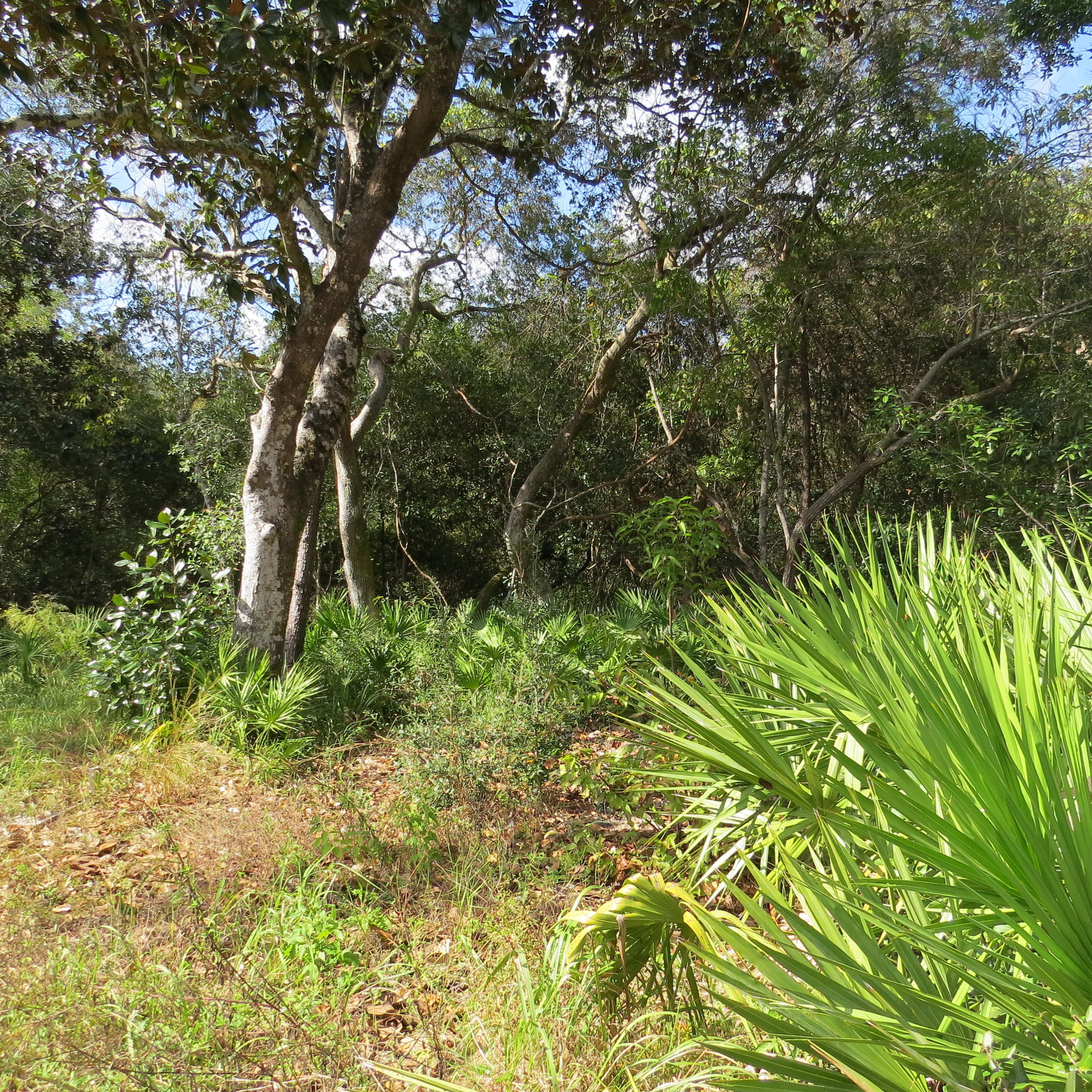 A fantastic opportunity to design and build a home! Vacant lot cleared and ready for construction. Tap fees paid. Only a mile to the bay and public boat launch. Enjoy the beach, restaurants and shopping in Seaside and 30A, only a short drive away!