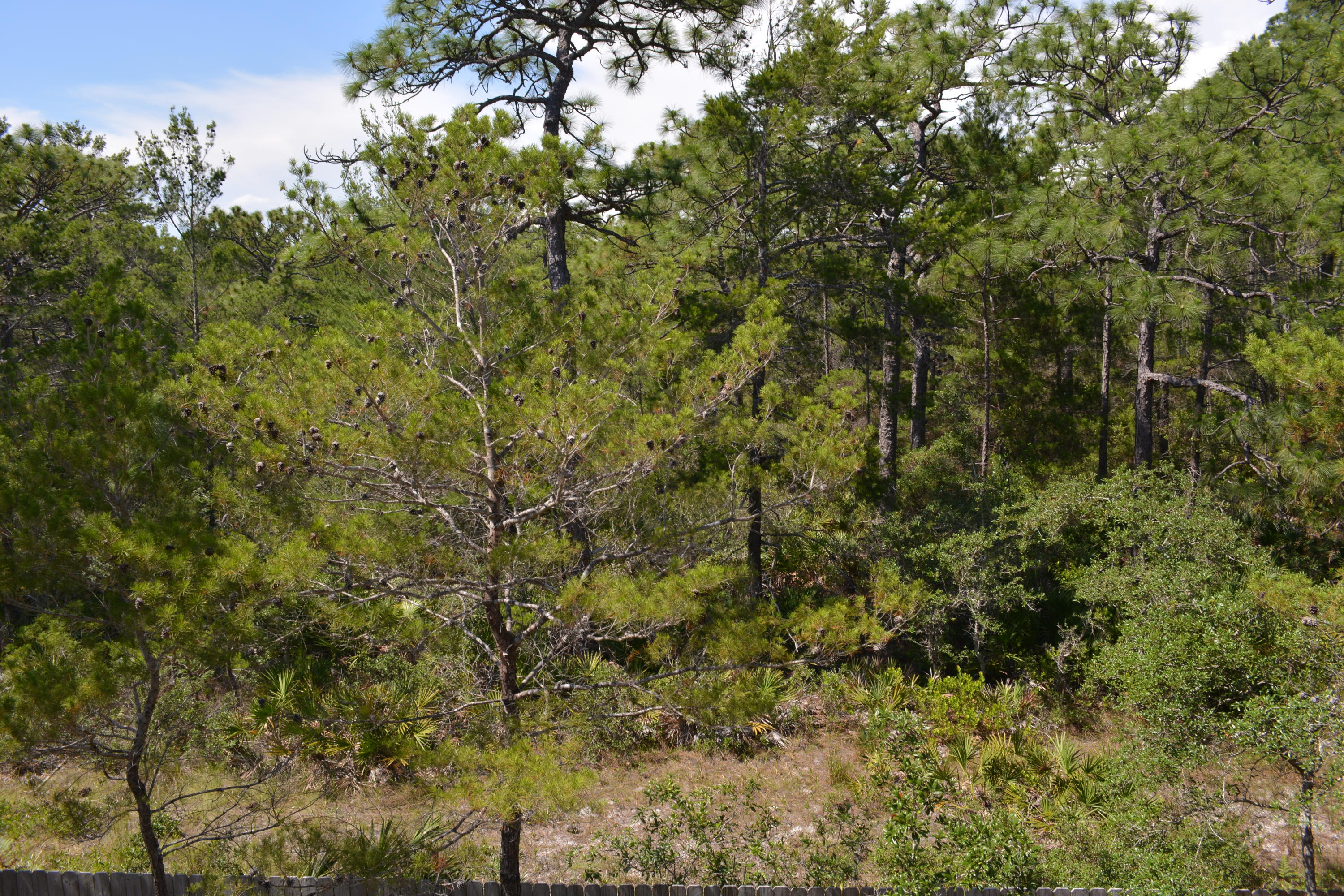 OLD FLORIDA VILLAGE - Residential