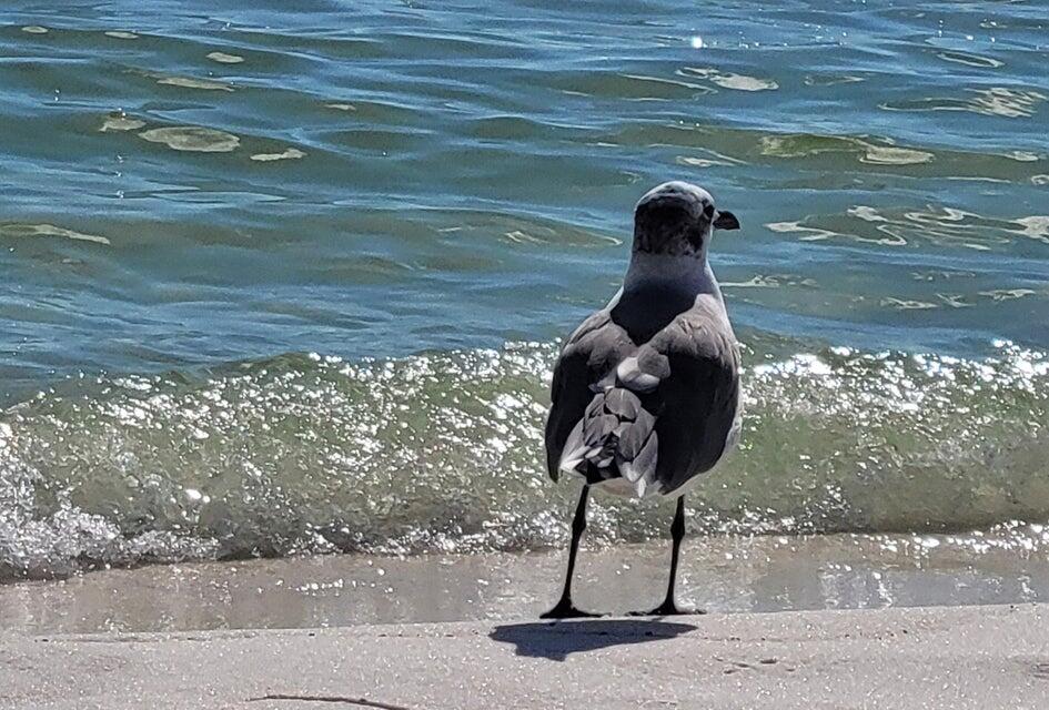 PISCES COVE 1ST ADDN - Land