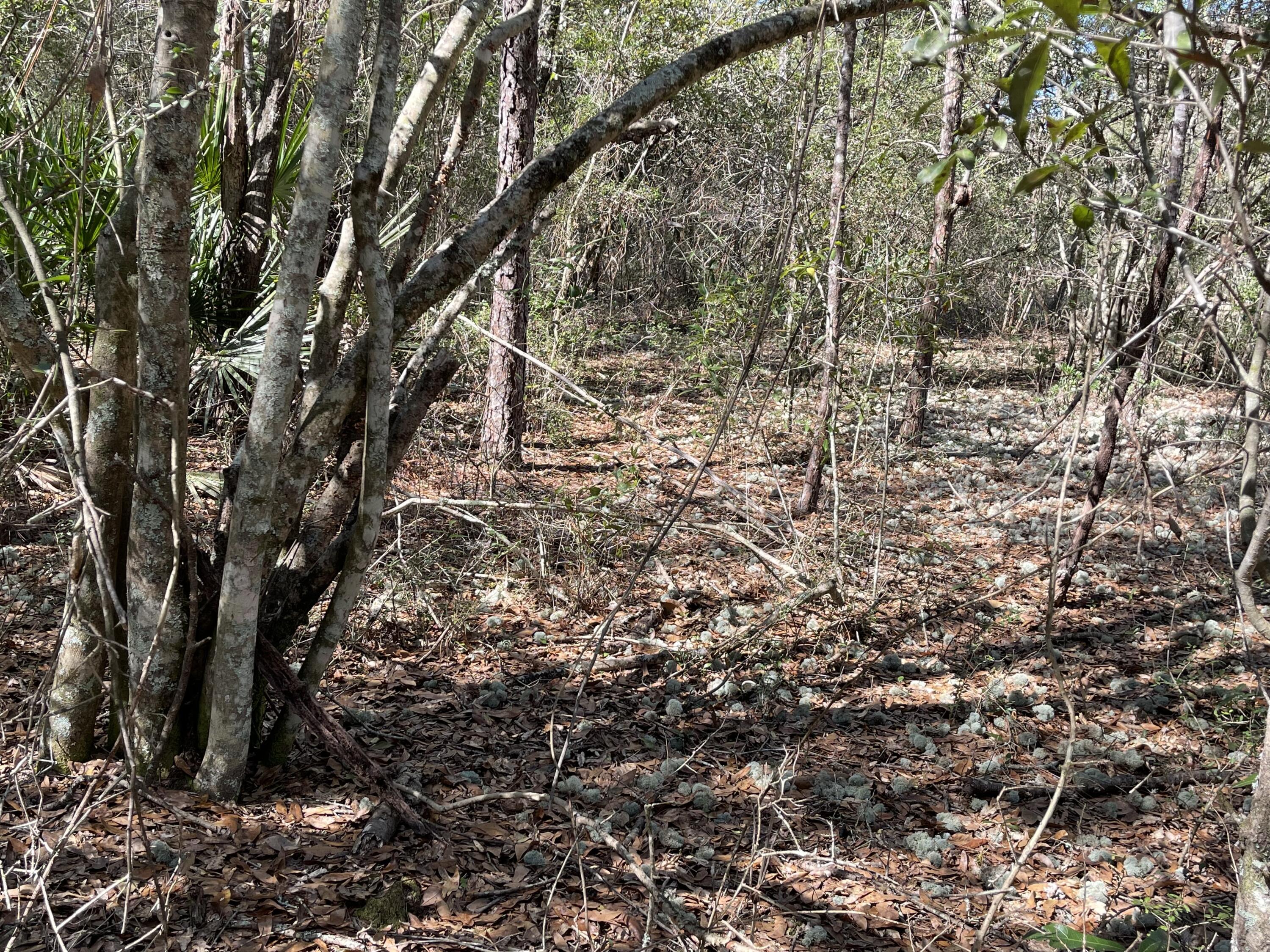 OAKWOOD HILLS UNIT III - Land