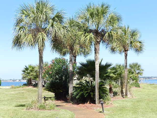 BUENA VIDA - Residential