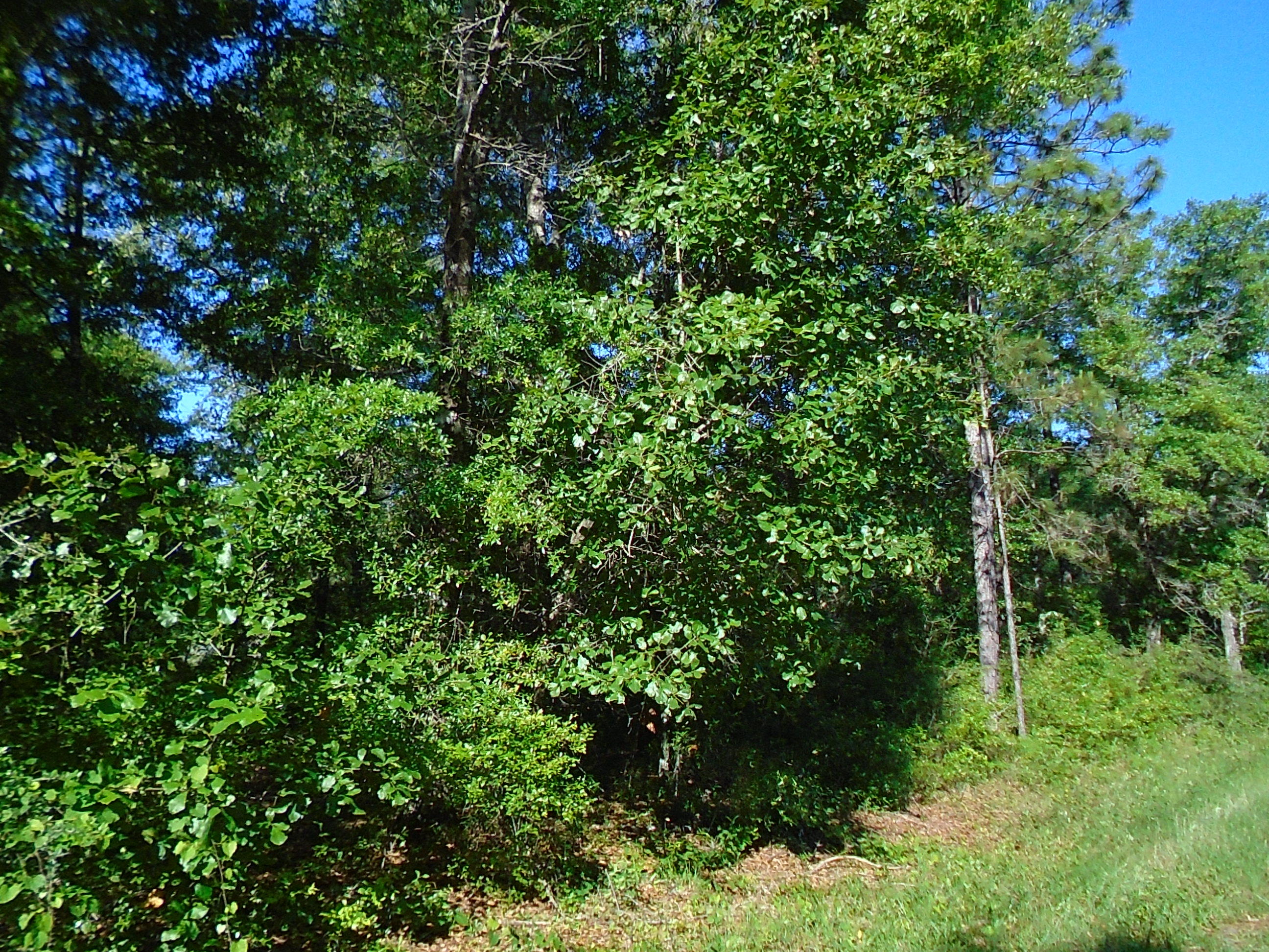 LAKEWOOD PLANTATIONS - Land