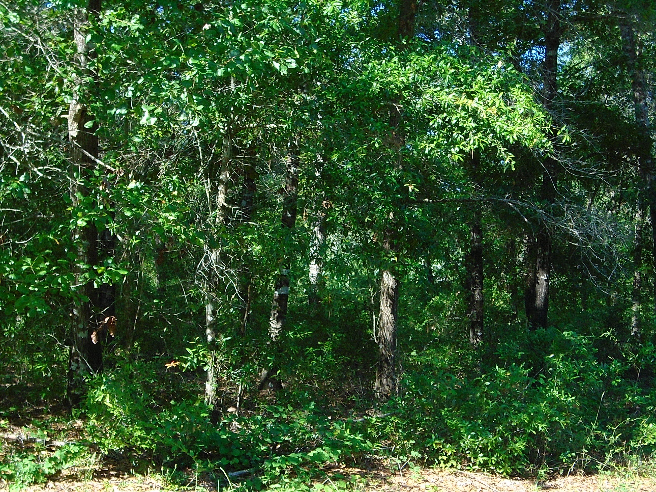 LAKEWOOD PLANTATIONS - Land