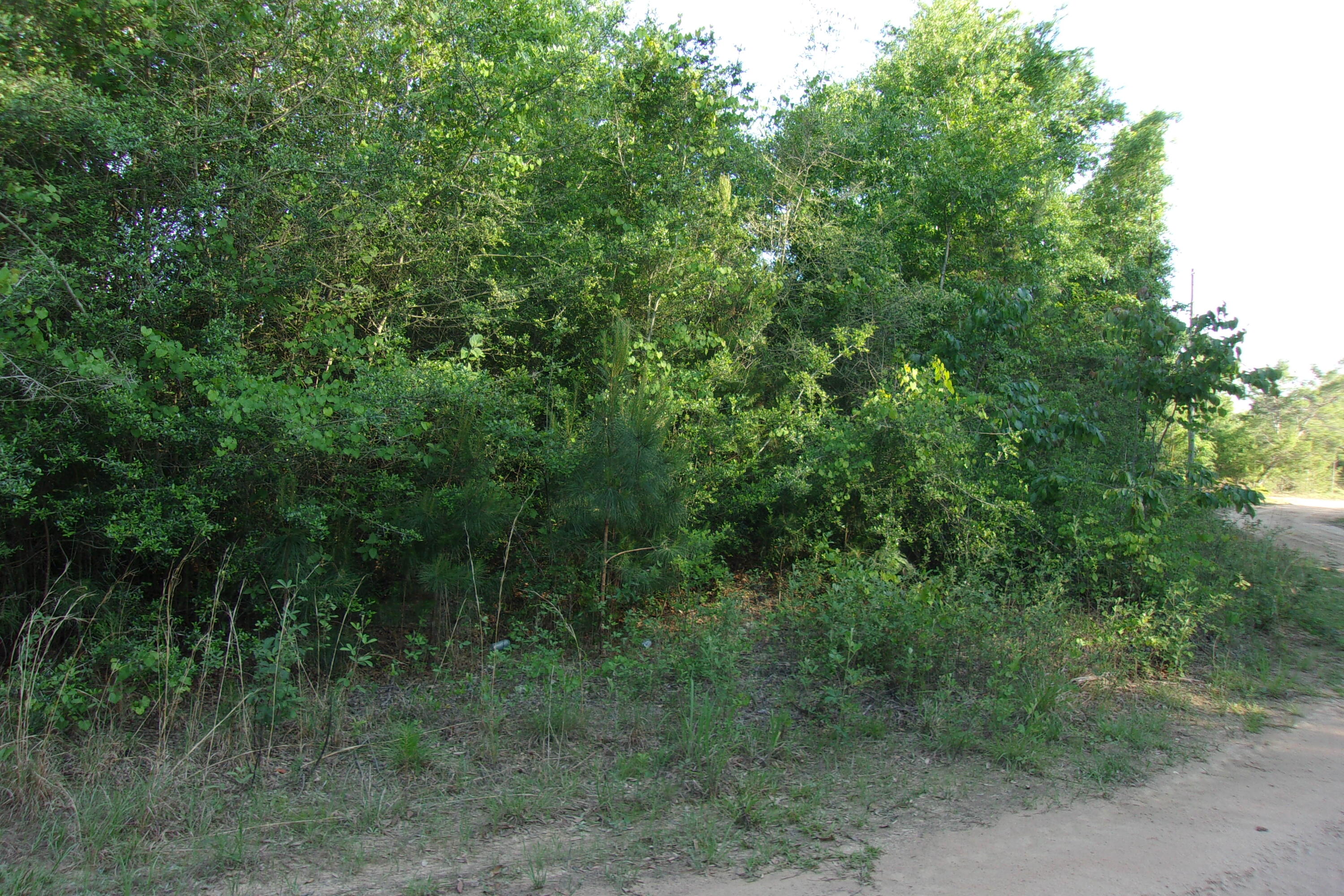 4 lots totaling 1.24 acres just off of East Hwy 90~ Located between Hwy 393 & 285~ Wooded~