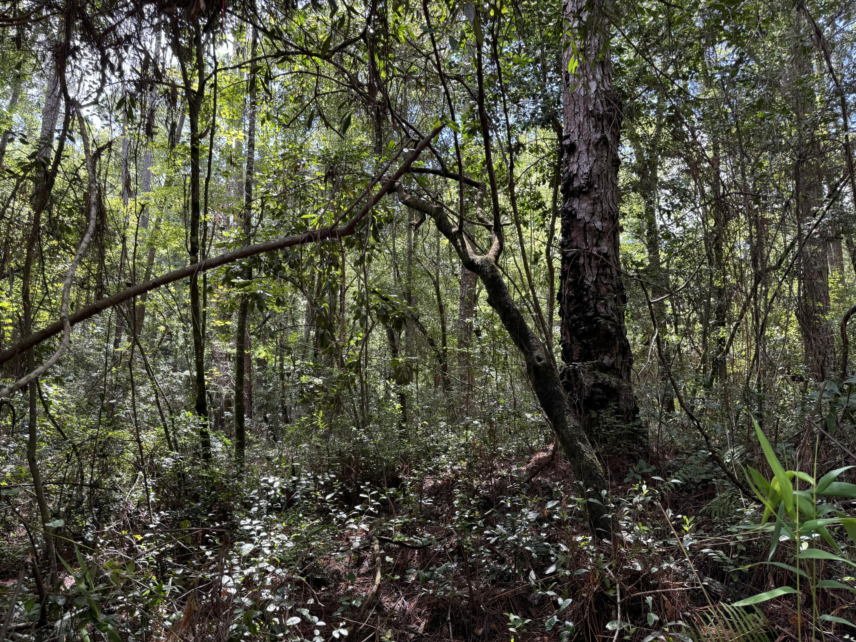 OAKWOOD HILLS UNIT 4 - Land