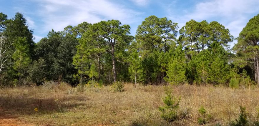 Beautiful well wooded lot just under 2 acres on quiet country road. Centrally located to Gulf Breeze/Navarre Area. Great home site/investment in an up and coming area. Pampas Dr. a quiet dead end street and horses are allowed. Survey available. Make it yours! All information deemed to be correct but buyer to verify.