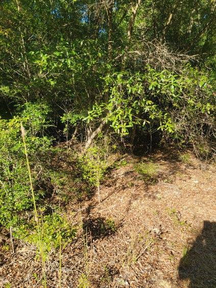 Metes and Bounds - Land