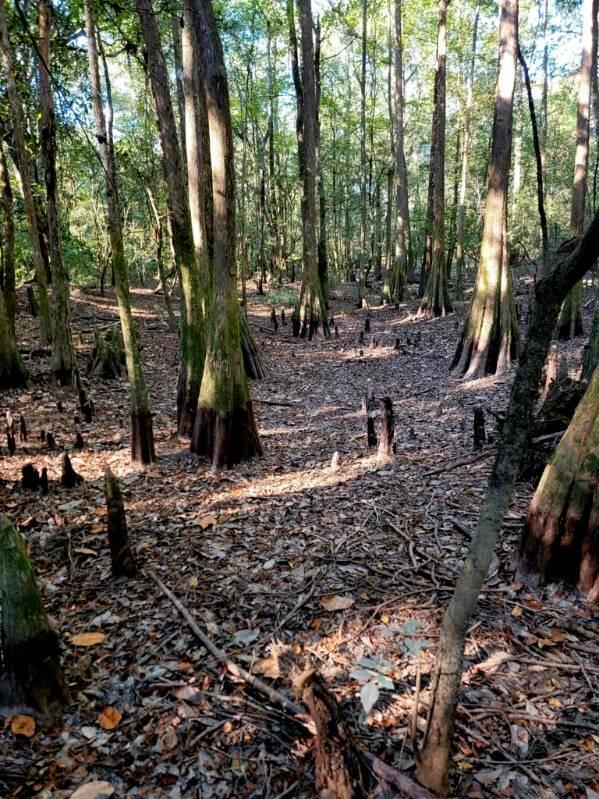 Metes and Bounds - Land