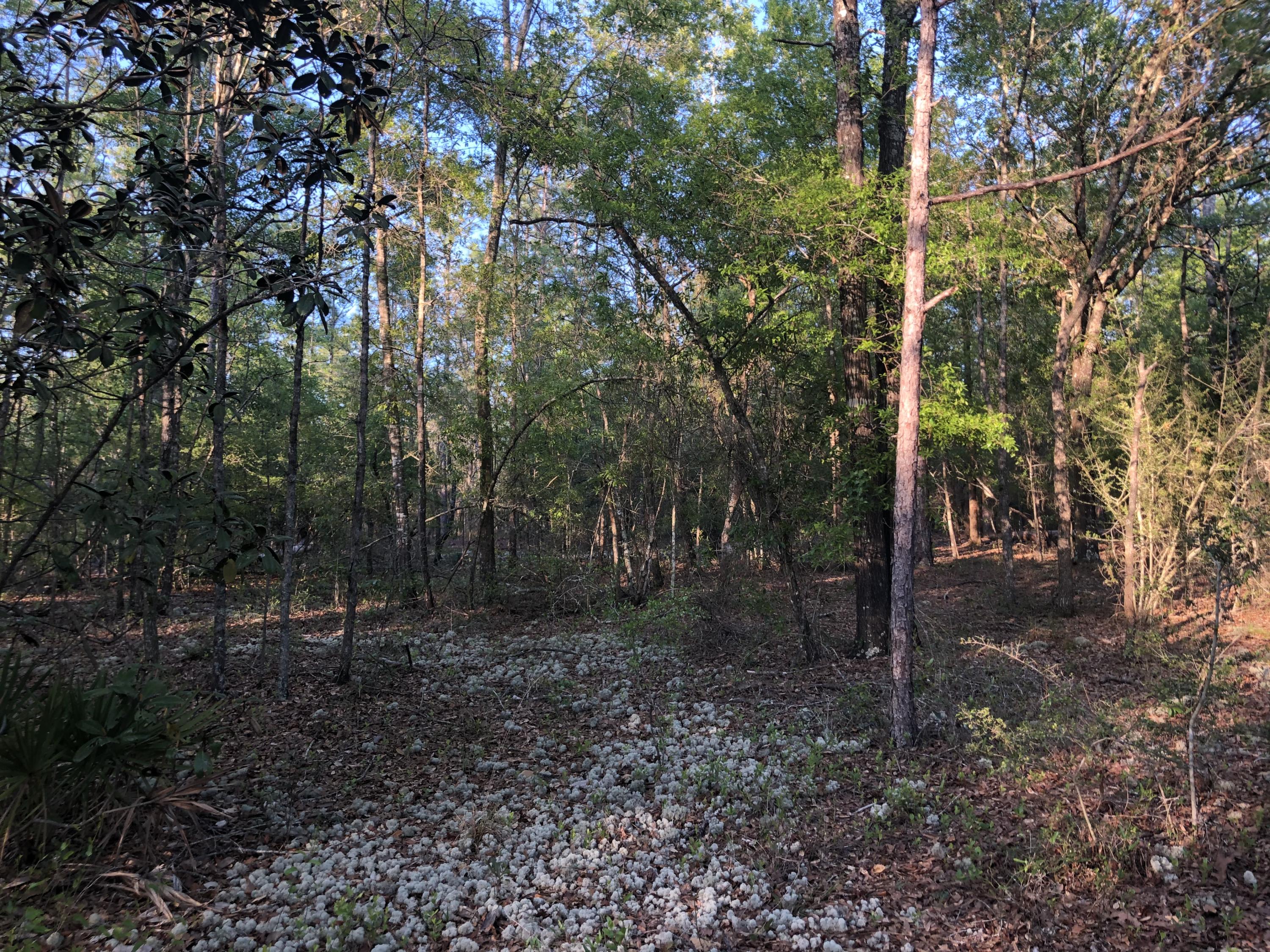 BELLE HIGHLAND ESTATES - Land