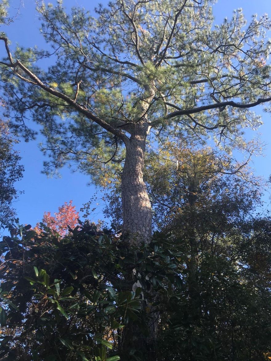 Property has fairly substantial number of pine trees not easily accessible and lots of hardwoods with a small stream on the SE corner; heavy underbrush. Lots of wildlife. Good hunting with some clearing.This property is landlocked and has no access. It is 40 acres of timberland.