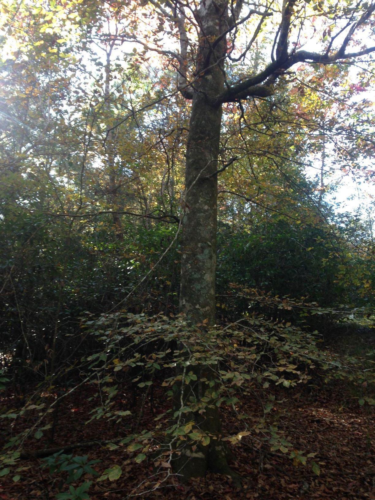 METES & BOUNDS - Farm