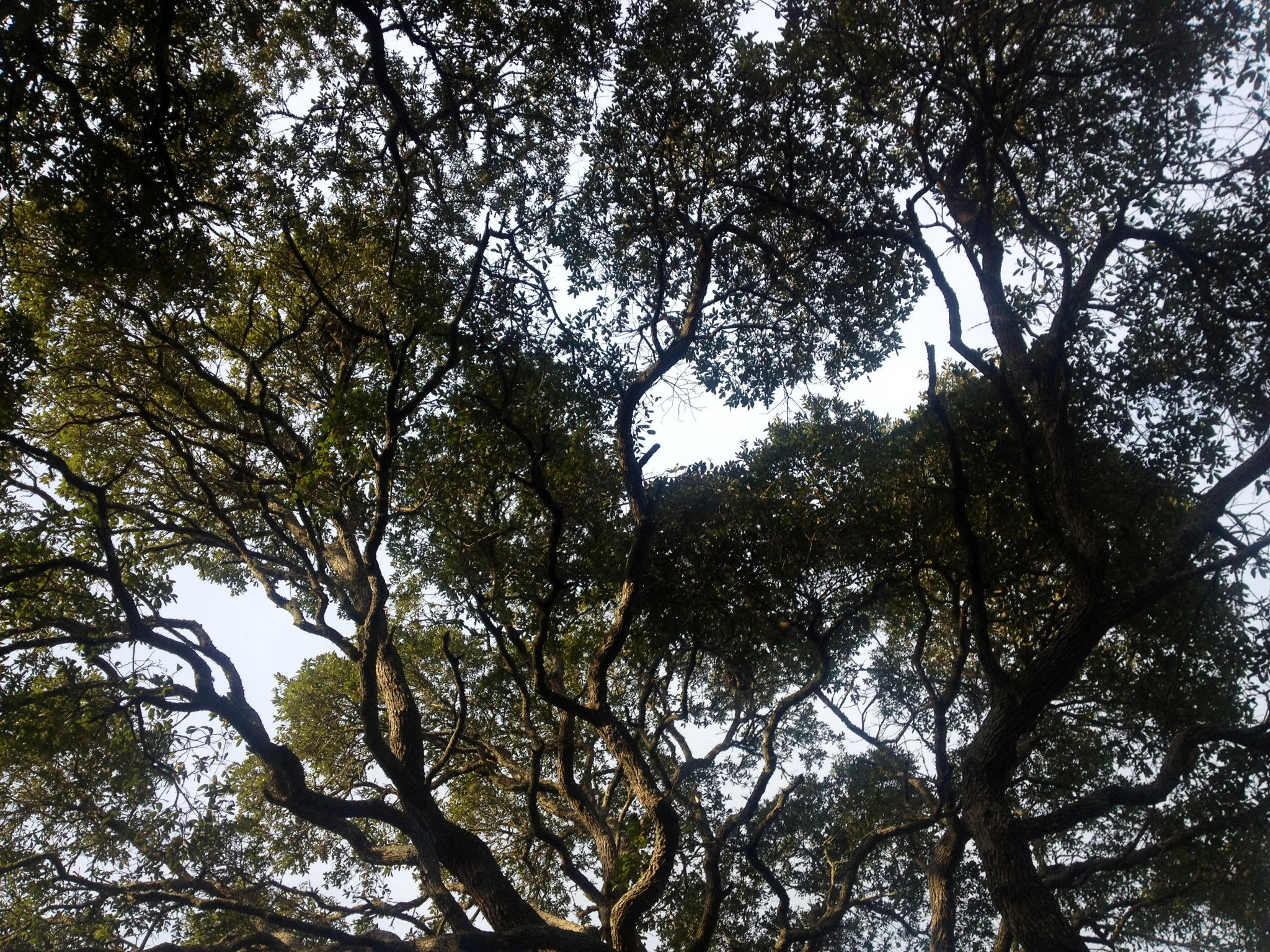 FOREST PARK - Residential