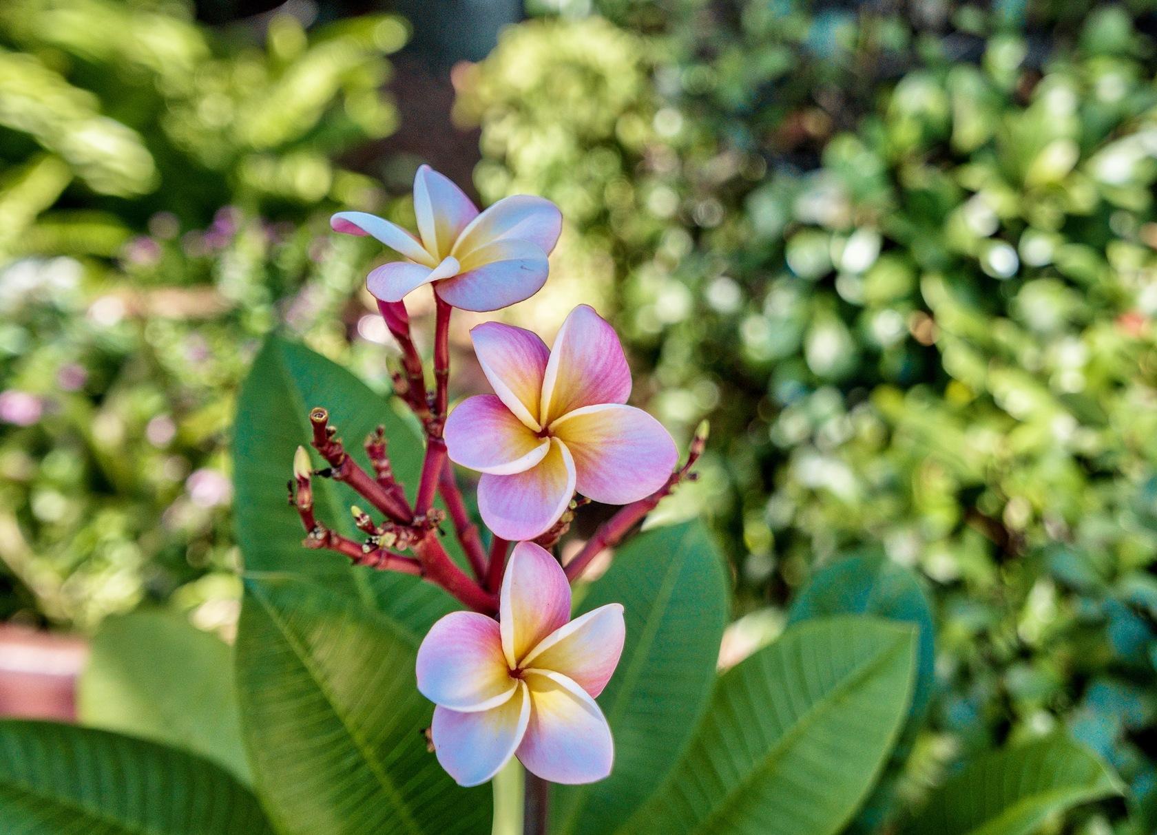 BAYWINDS GOLF ESTATES PH 3 - Residential