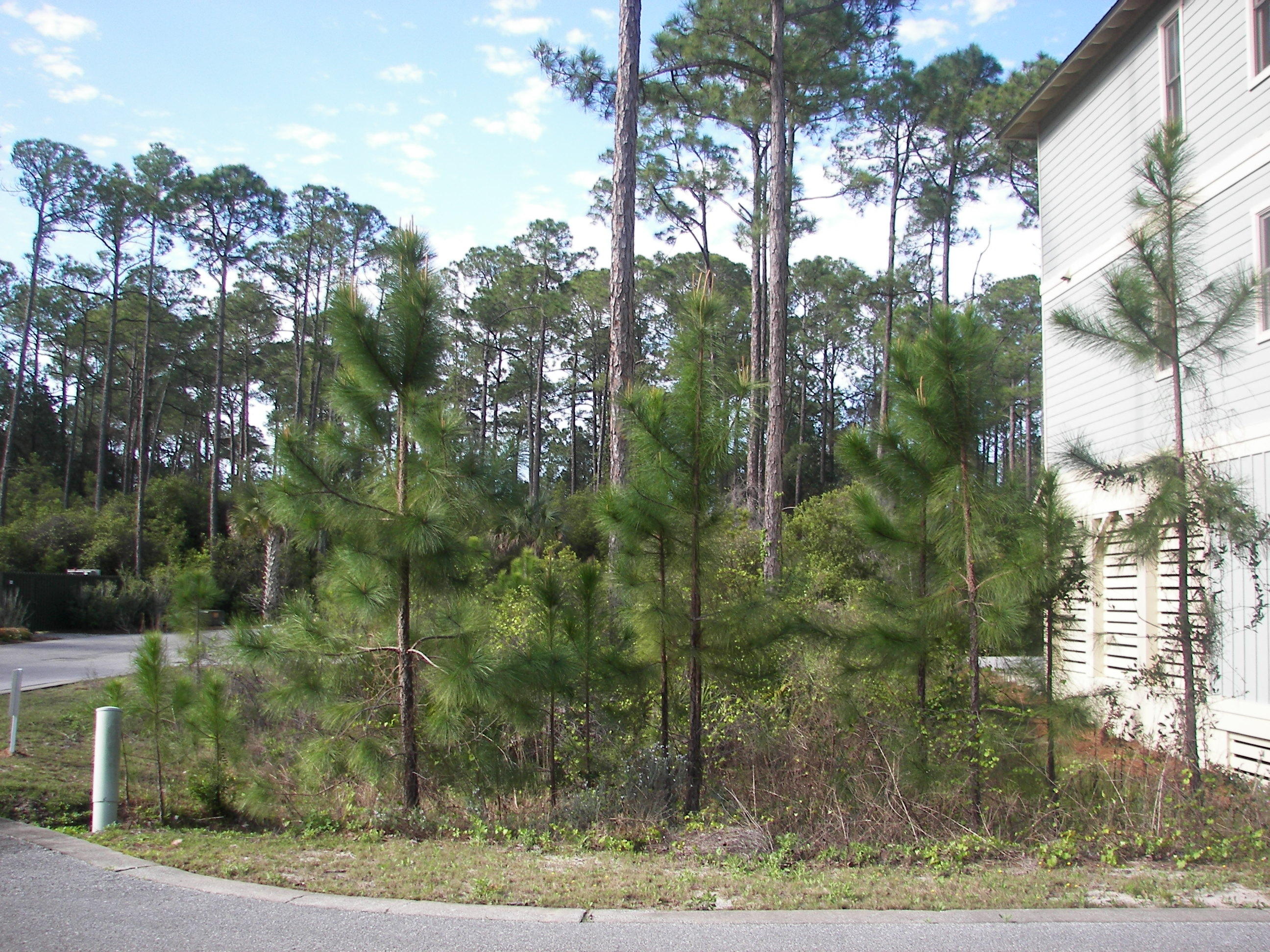 TREETOP VILLAGE - Land