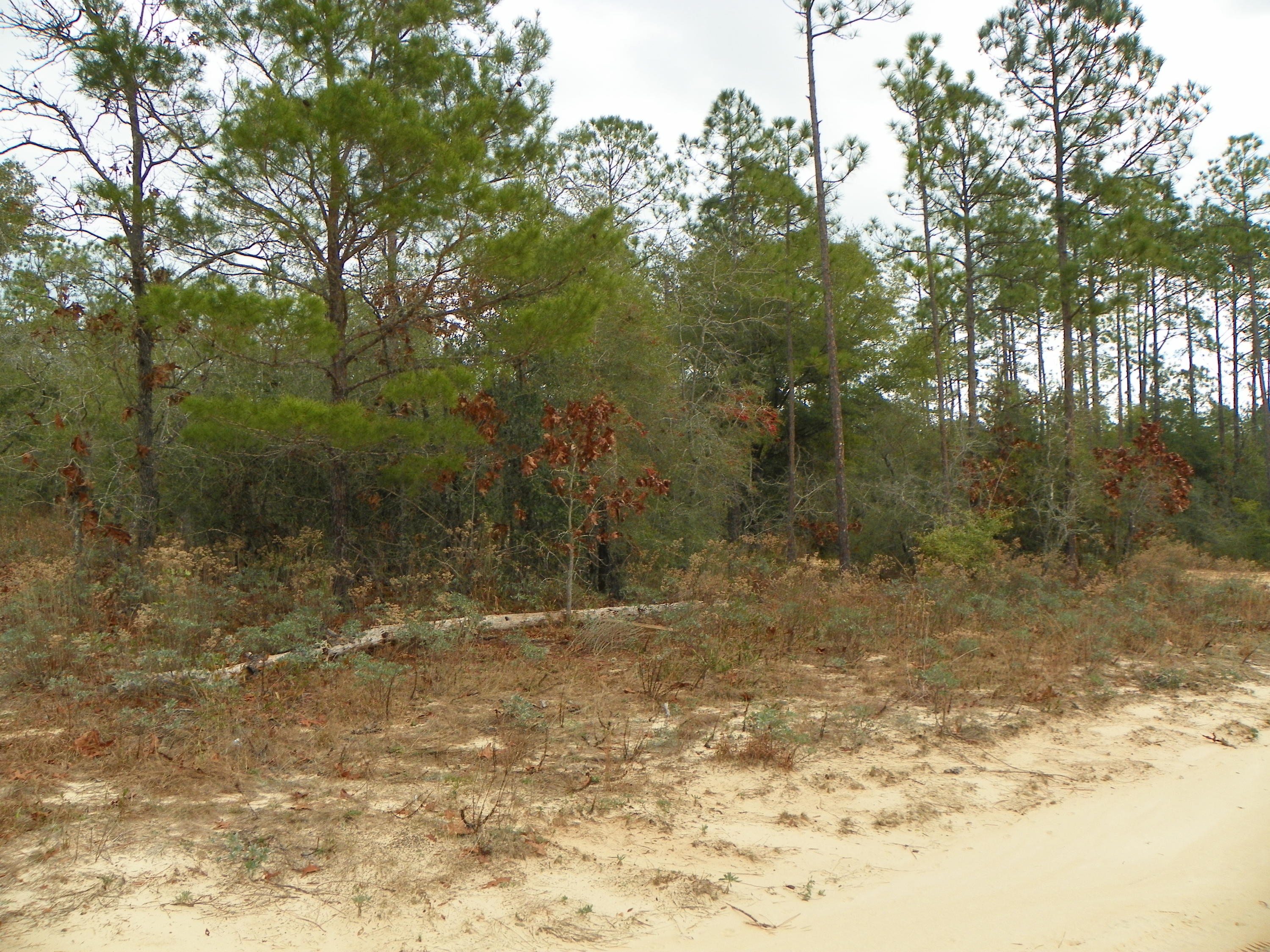 TRIPLE LAKES ESTATES - Land