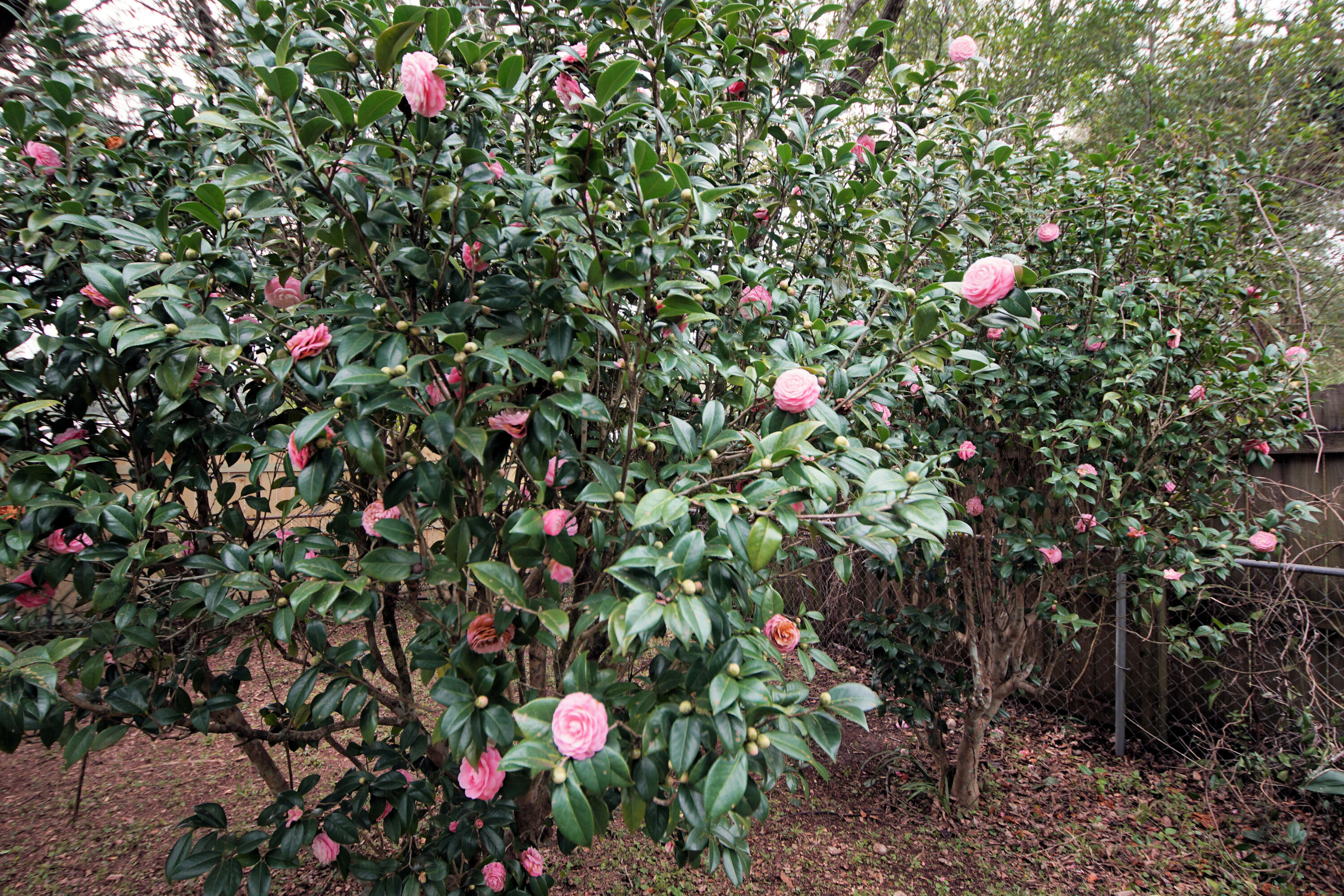 OLDE FORT WALTON - Residential