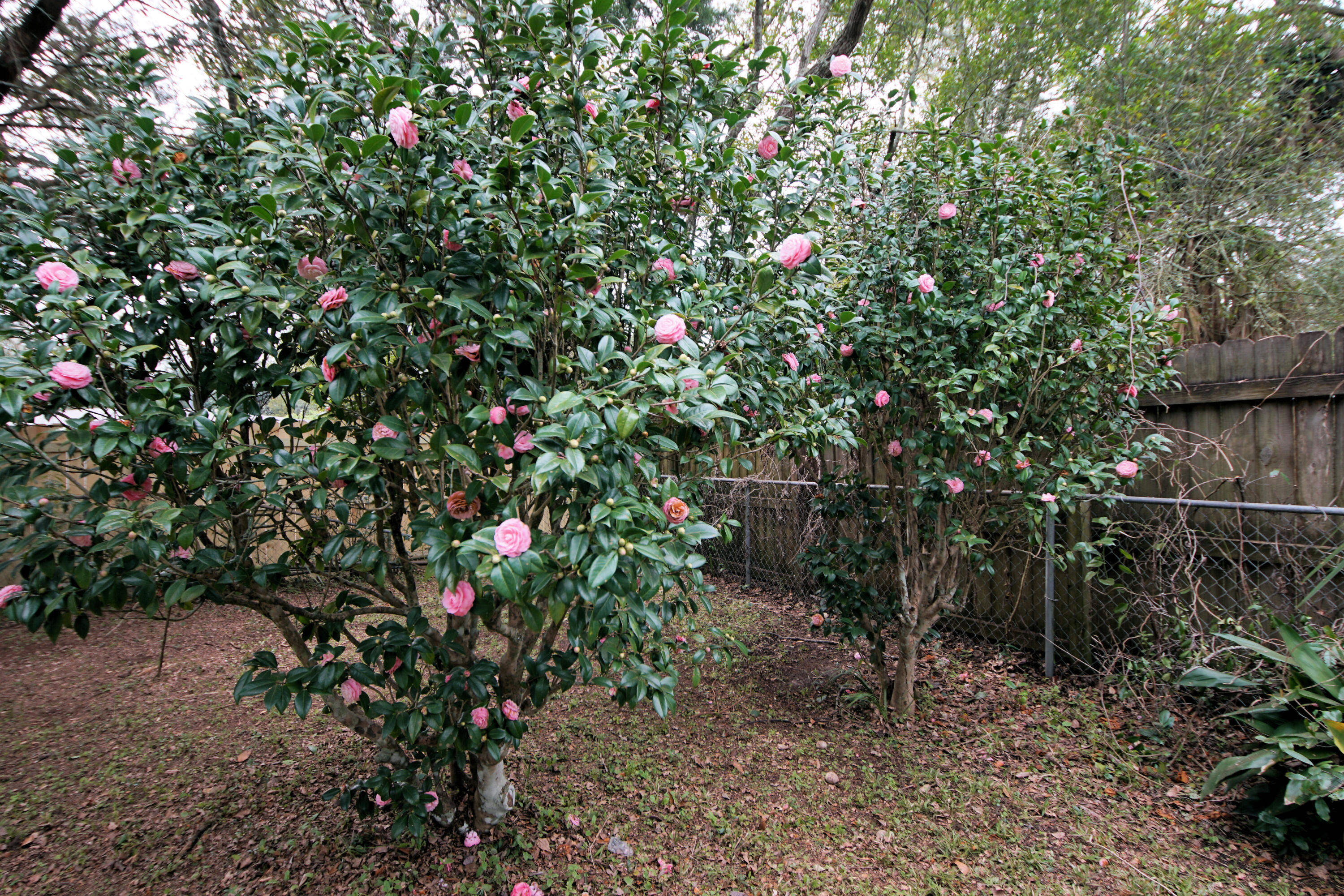 OLDE FORT WALTON - Residential