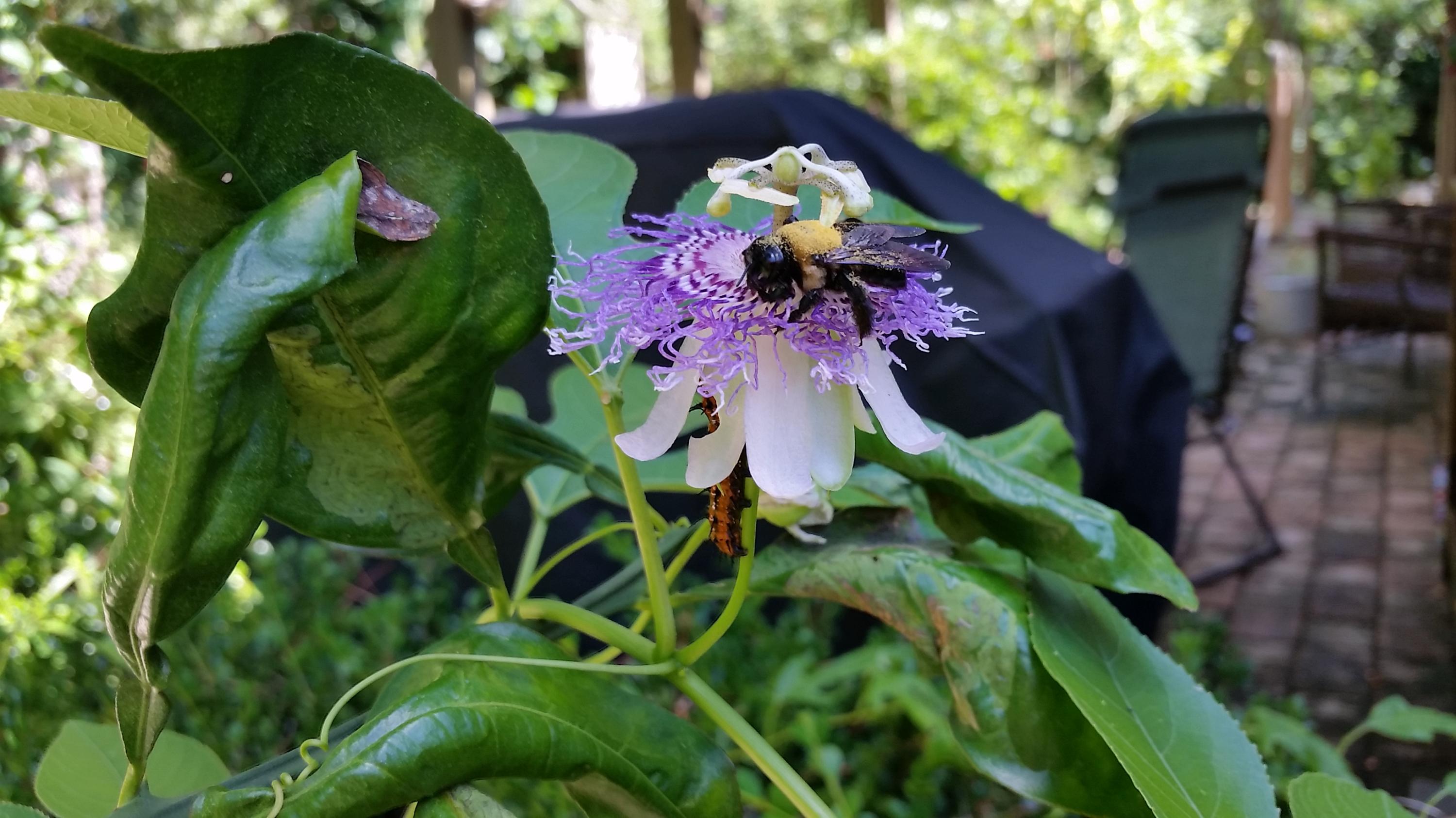 EMERALD GARDENS NORTH 1ST ADDN - Residential