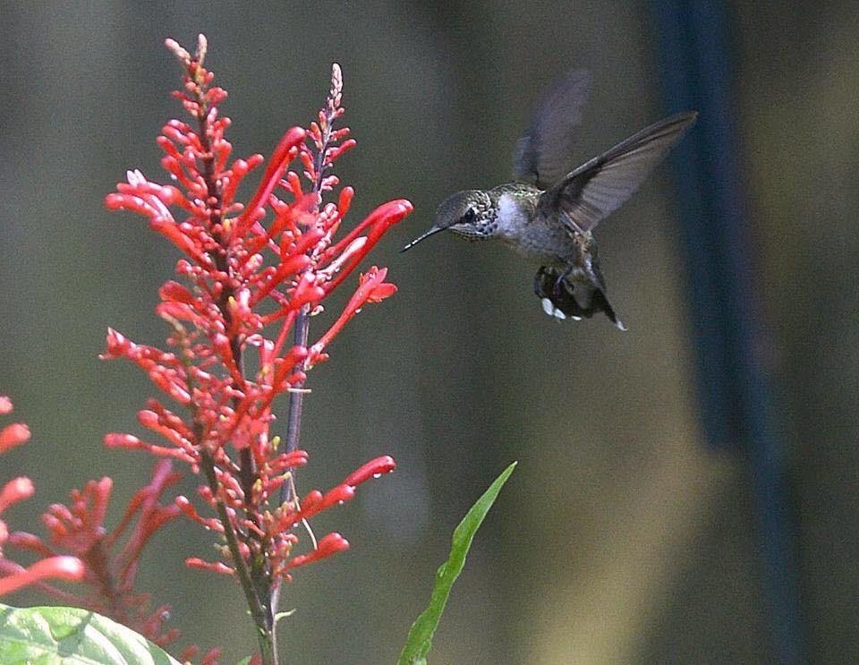 EMERALD GARDENS NORTH 1ST ADDN - Residential