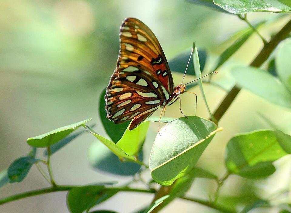 EMERALD GARDENS NORTH 1ST ADDN - Residential