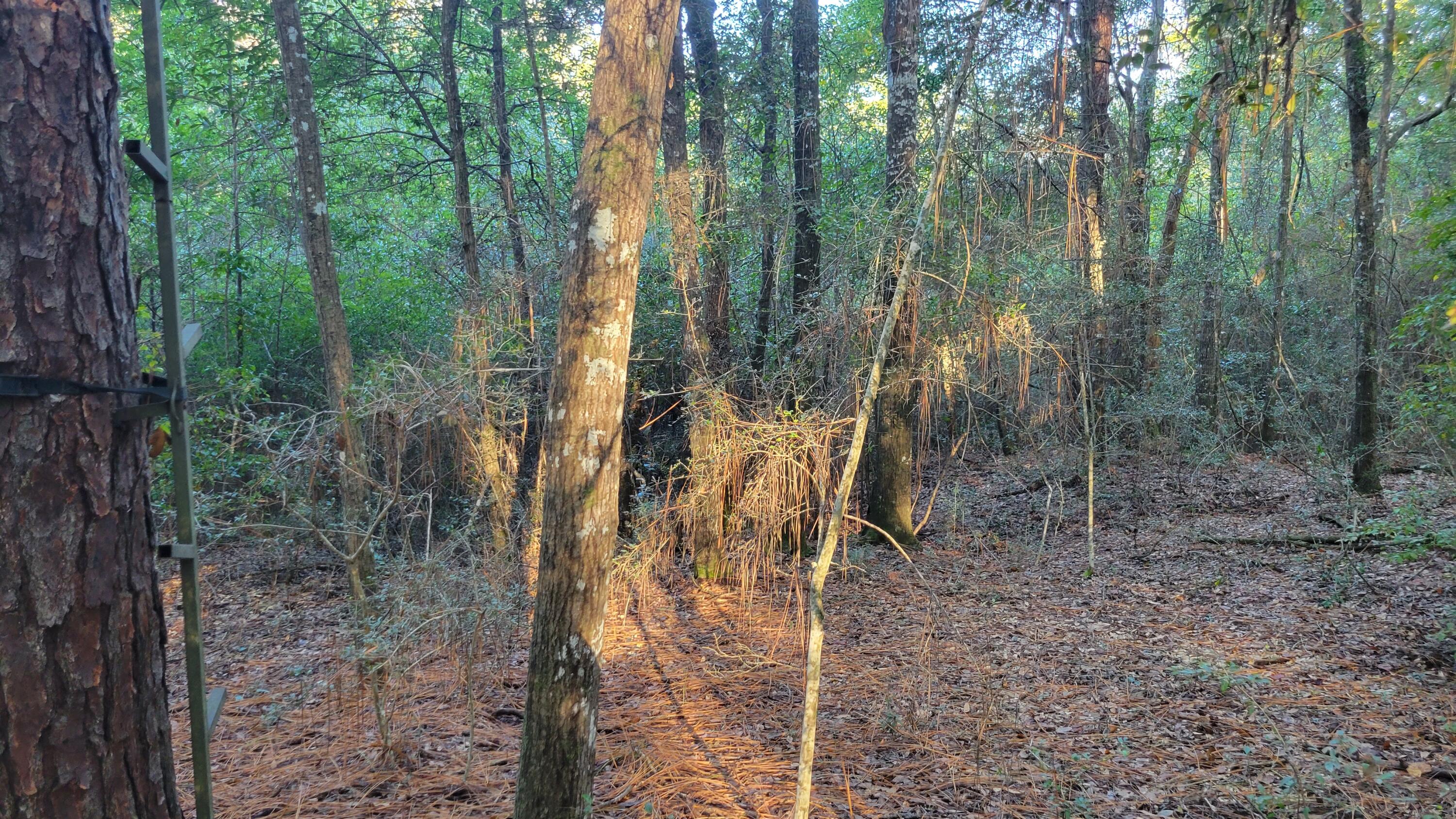 OAKDALE M/F - Land