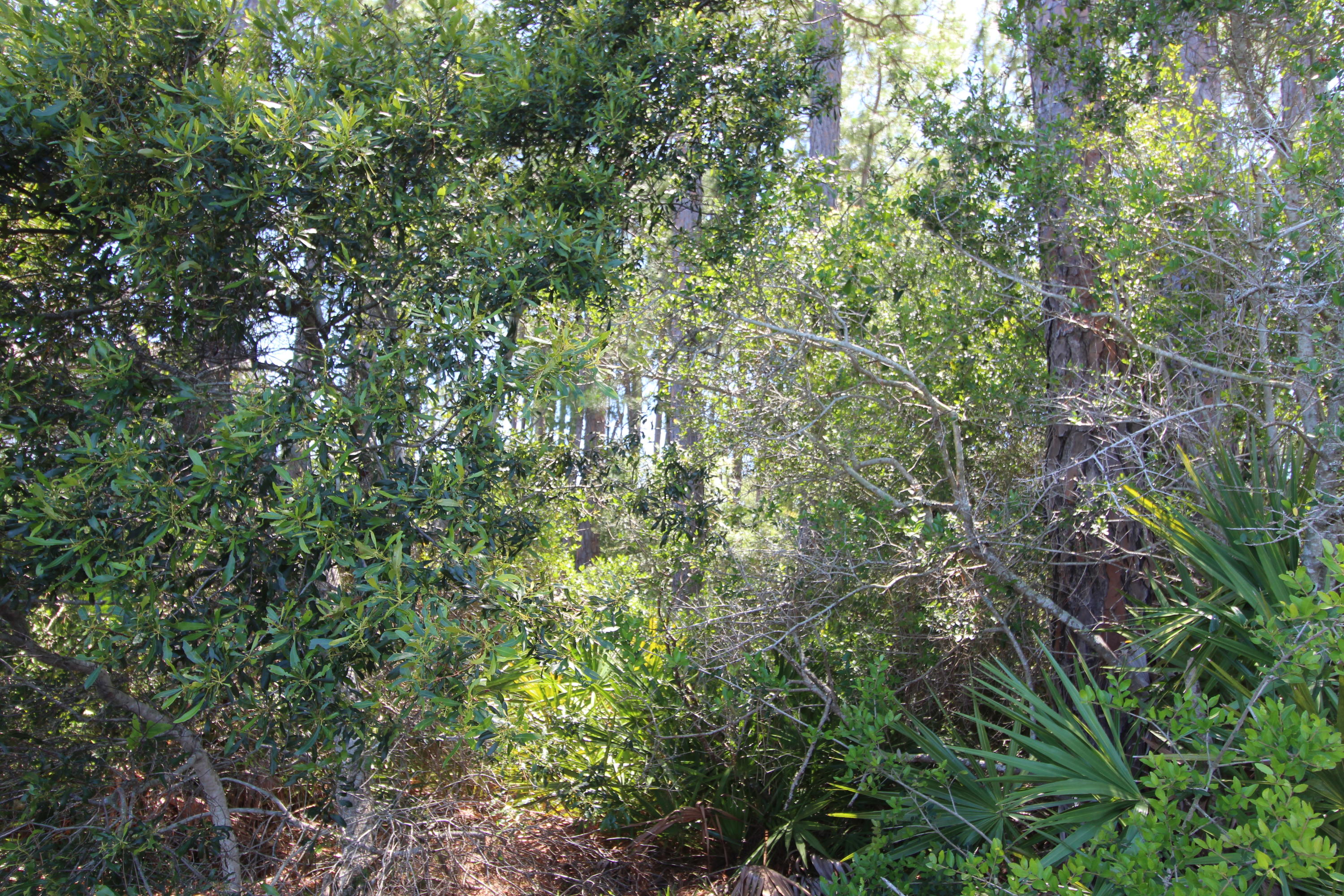 WHISPERING PINES S/D - Land