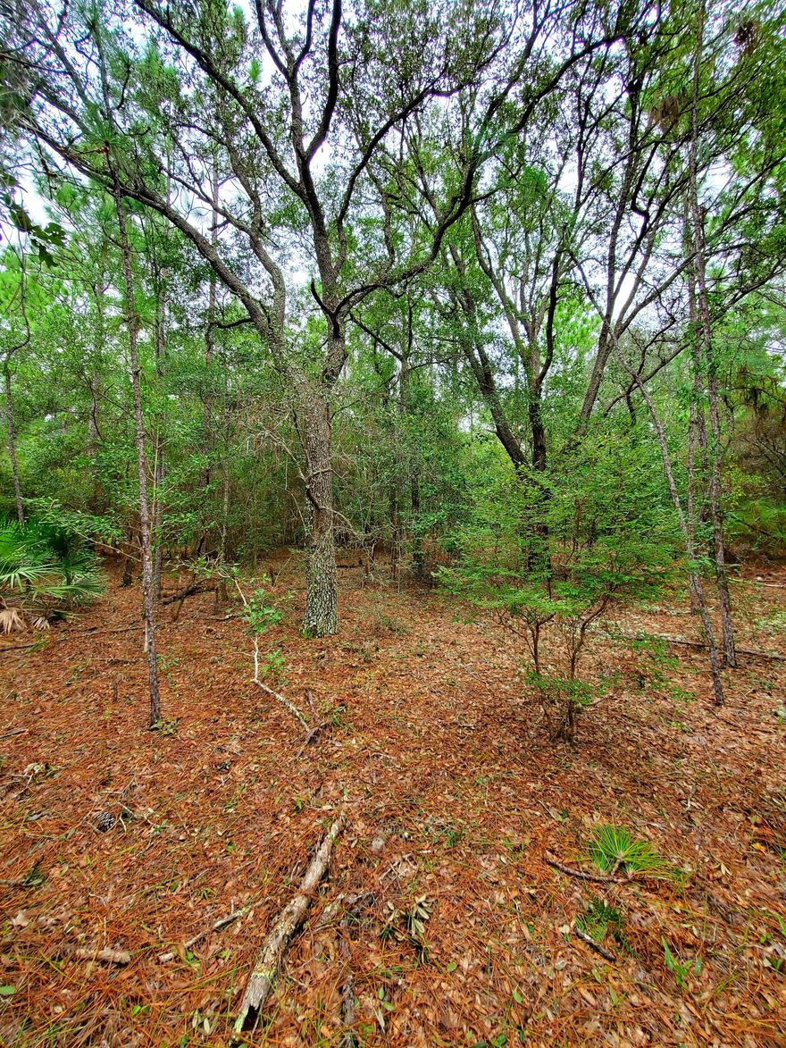 This opportunity to buy 2 side by side lots is a must see. This Beautiful 1.66 Acre lot located in Holt Florida could make for a perfect home site with very few neighbors. Property features an abundance of beautiful hardwoods scattered throughout. This property will provide a future buyer with tons of potential for a nice secluded home site, a wonderful recreational get away to escape from the everyday hustle, or the possibility of having family next door and building a home on both parcels. To top things off you are only a few miles from I-10 which provides an easy commute to your local bases/beaches and only 20 Minutes from the heart of Crestview for all your shopping and dining needs. Call to schedule an appointment today!