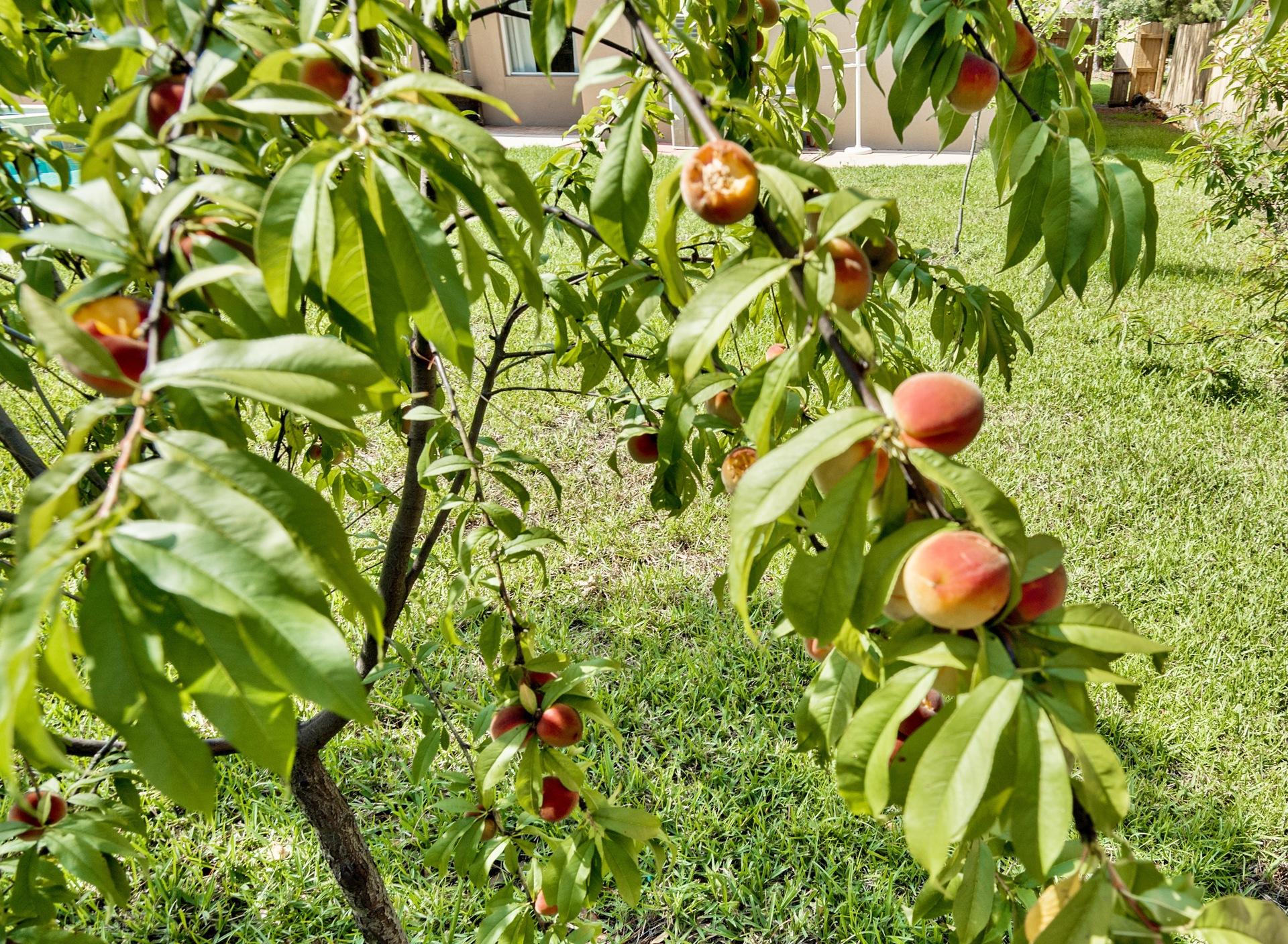 WINDSOR FOREST - Residential