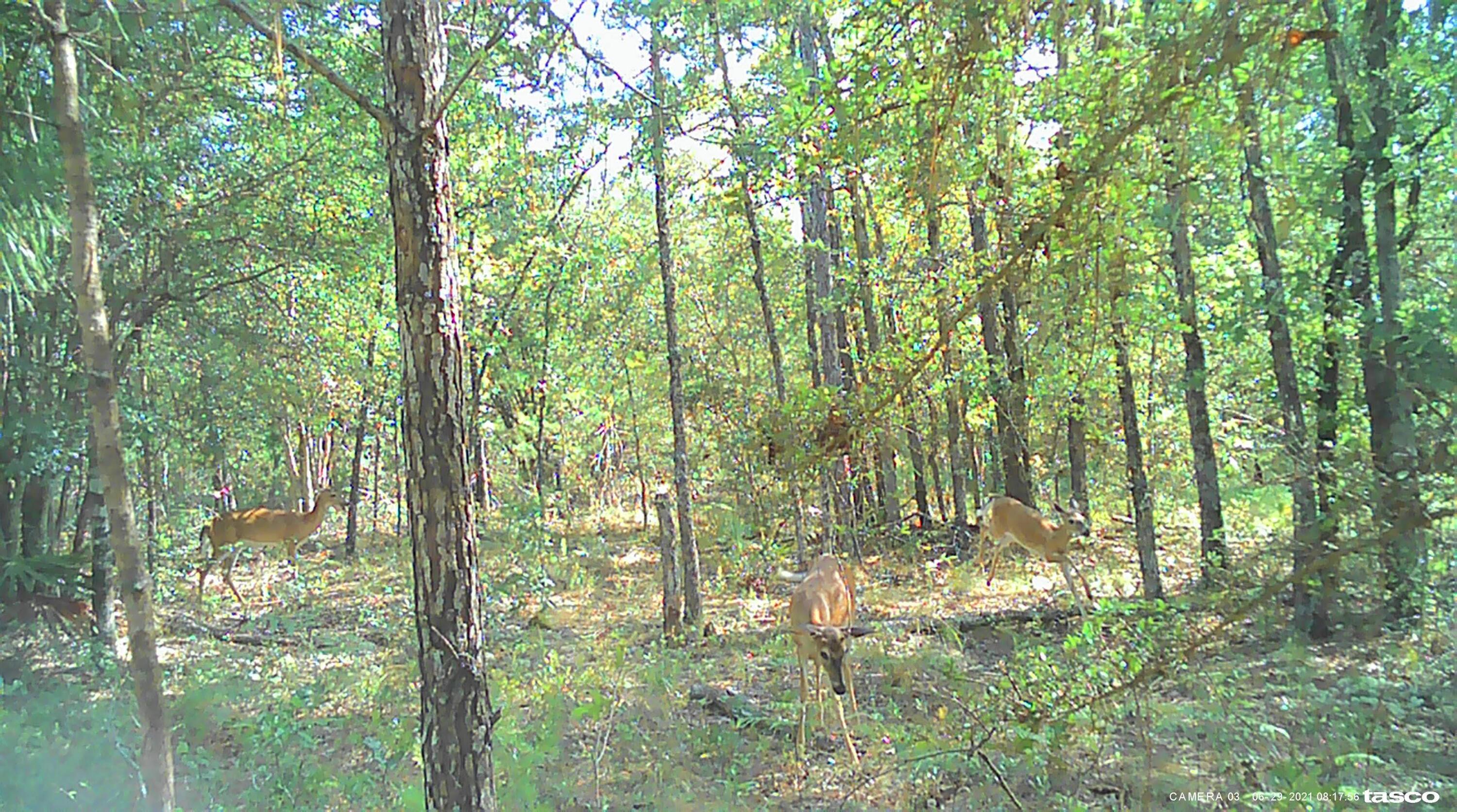 OAKWOOD HILLS UNIT 4 - Land