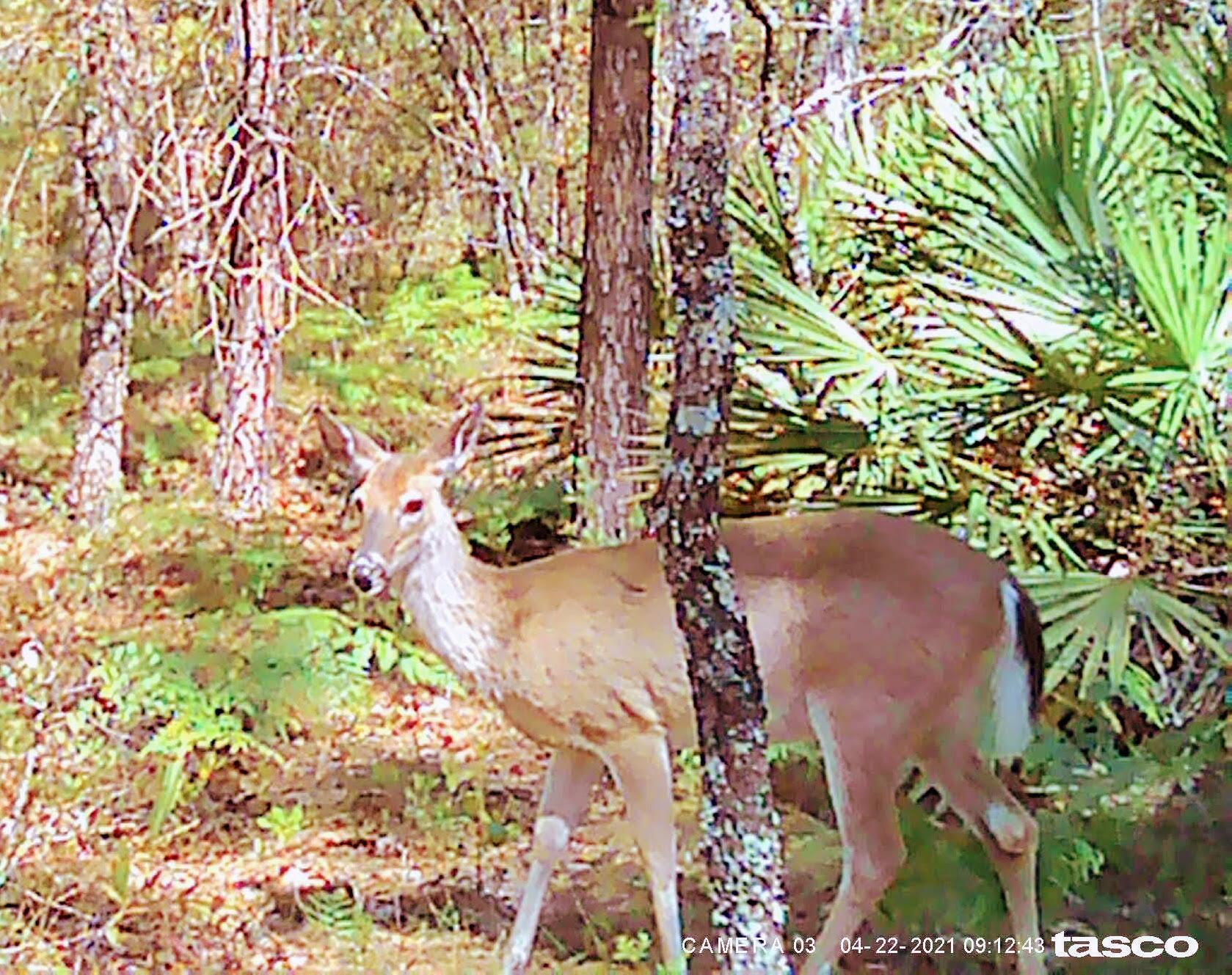 OAKWOOD HILLS UNIT 4 - Land