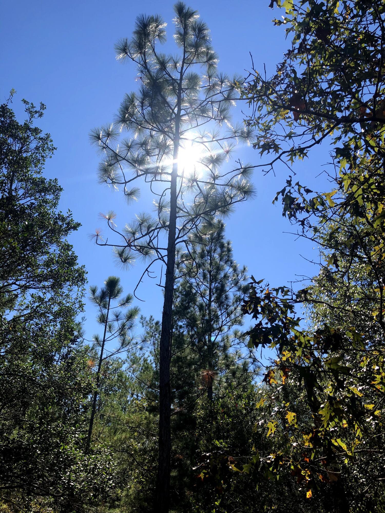 OAKWOOD HILLS UNIT 4 - Land